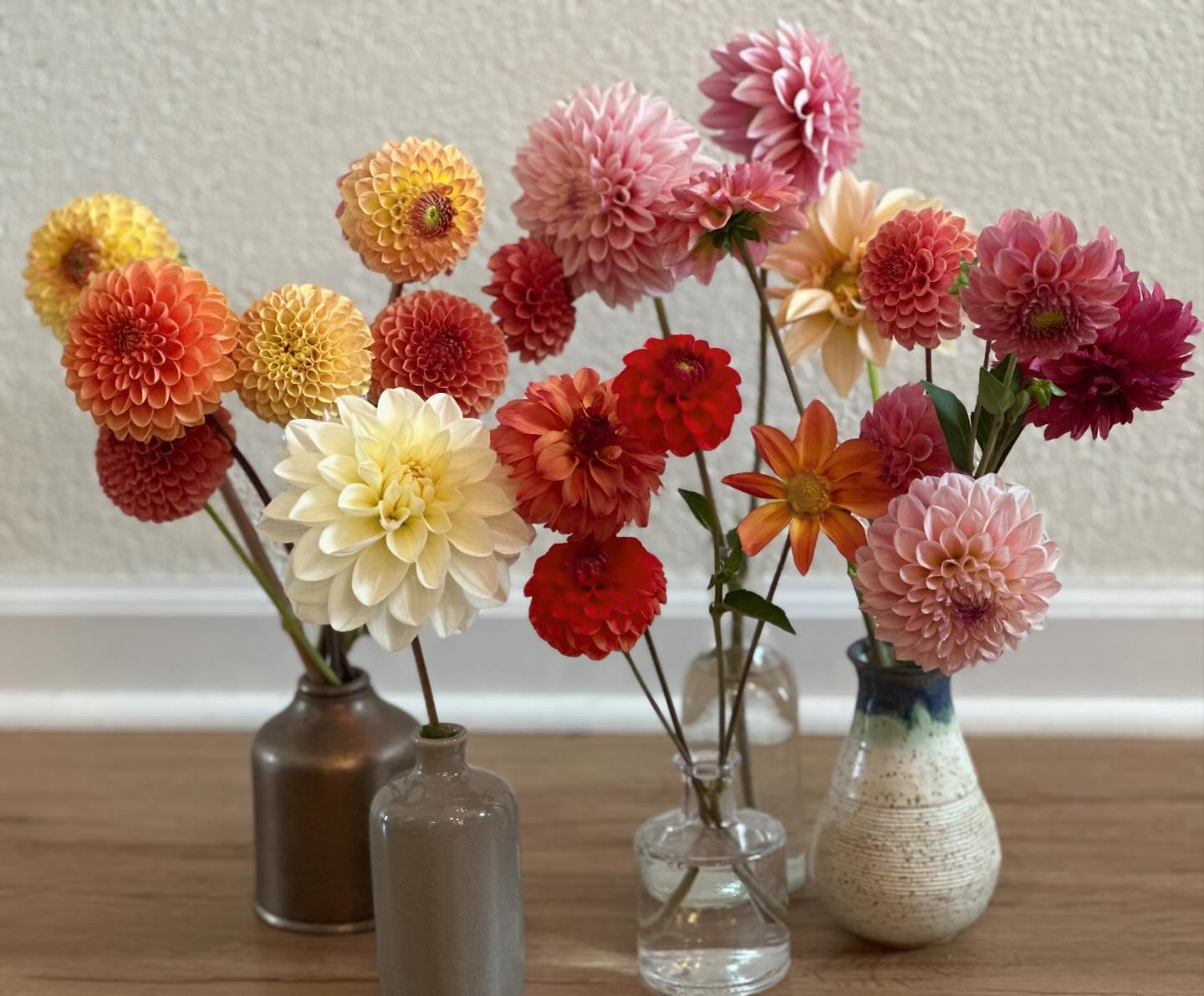 Here’s a fun fact about the flower growing world: this time of year is dahlia tuber buying season, which to us is like Black Friday had a baby with all the Presidents’ Day sales. That is to say, it’s bonkers. So in an effort to curb my impulse buying, I thought I’d outsource the decision-making so I don’t pick allllllll the tubers and start the year with a bankruptcy filing. Save me from that fate and tell me what colors YOU want to see this year. I need to know your favorites, because they’re ALL my favorites! #wellgrownflowers #wellgrownfarms #localflowers #dahlias