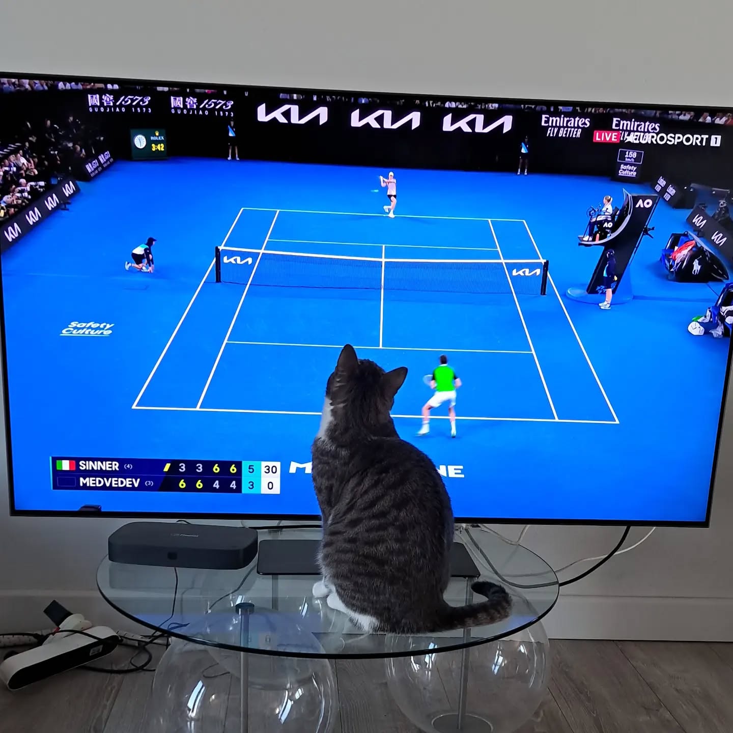 Lemmy loves an exciting match! Bravo Sinner 🇮🇹
#Sinner
#Italian tennis
#australianopen
#catswatchingtv
#catsofinstagram