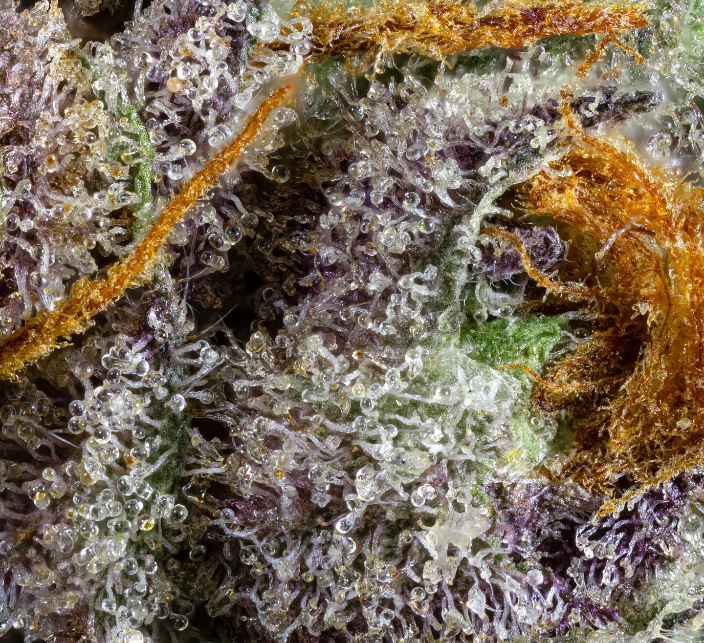 🔍 Can you solve the strain puzzle? 🌿
Jump into a world of pure bliss with this unique cultivar! 🍇🍭 Feel a cascade of emotions, from joy to relaxation to euphoria. Can you guess the mystery strain? 🕵️♂️ Unleash your guesses below!