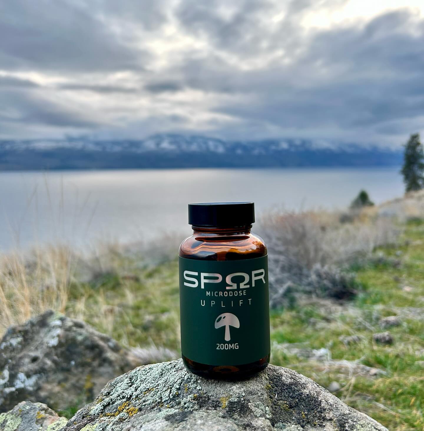 Getting over the hump day with a little help from our Uplift 200MG blend. 🐪 🍄