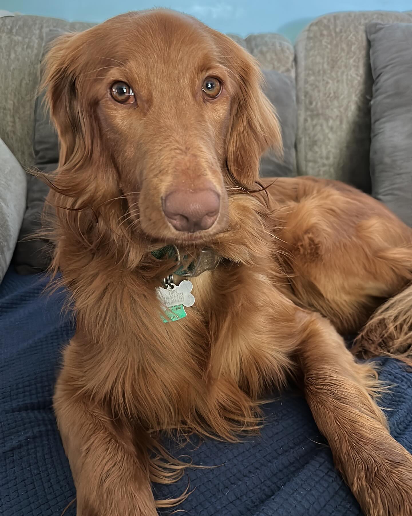 Meet Finn, our Chief Fluff Officer here at Gut, Heart, and Soul