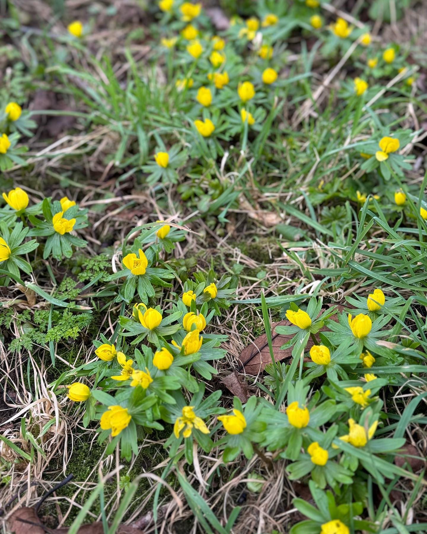 It’s the end of January and already the spring bulbs are appearing. In our West Sussex garden we have Aconites, Snowdrops, Helleborus foetidus, Cyclamen, Daphne odora ‘Aureomarginata’ and Helleborus x hybridus
#earlyspringflowers #tuliplandscapes #springflowers #englishgardens #seasonalflowersforyou #helleborus #aconites #daphne #spring