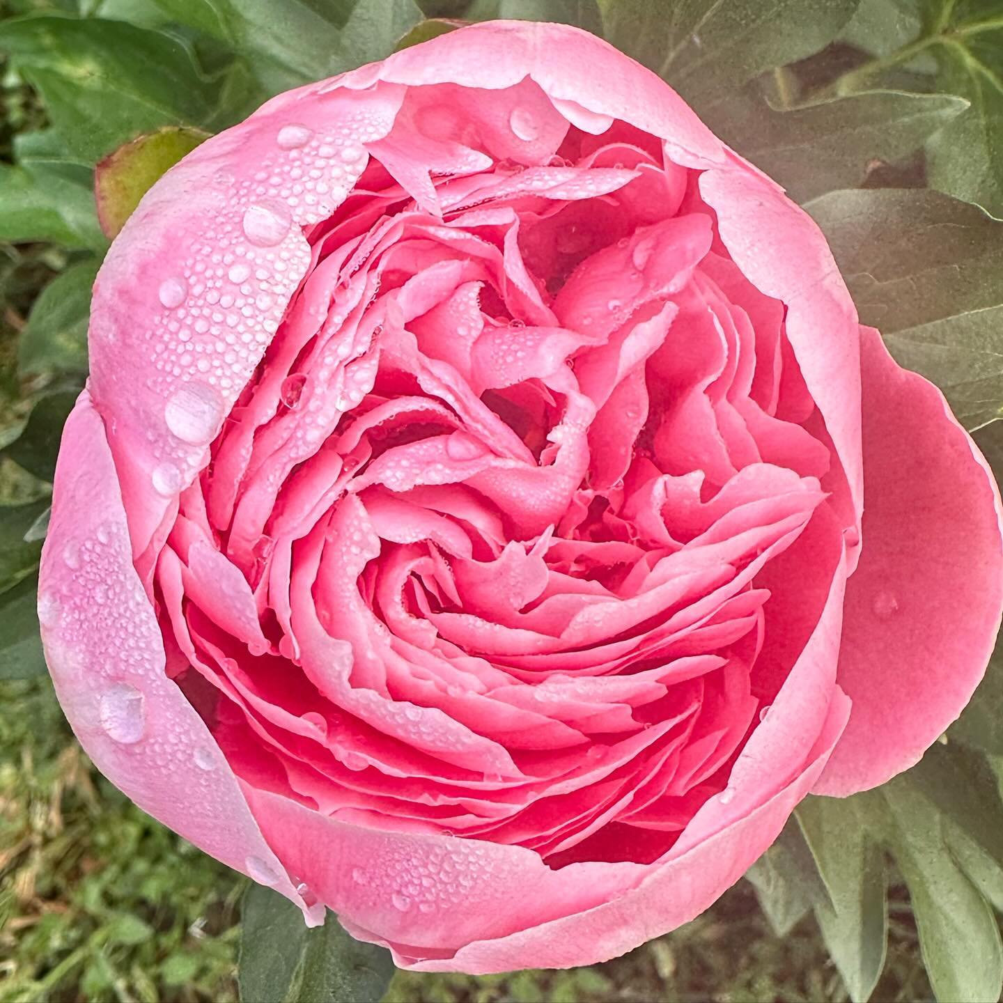 The rain and springlike weather the last week or so has me dreaming of all the spring blooms. This was one of my favorite peonies from last year - and fingers crossed, we should have some available this year! Peonies take a while (which is code for 2-3 years!) to get established before you can really cut blooms off of them, but the first round should be ready this spring! #wellgrownflowers #wellgrownfarms #localflowers #peonies