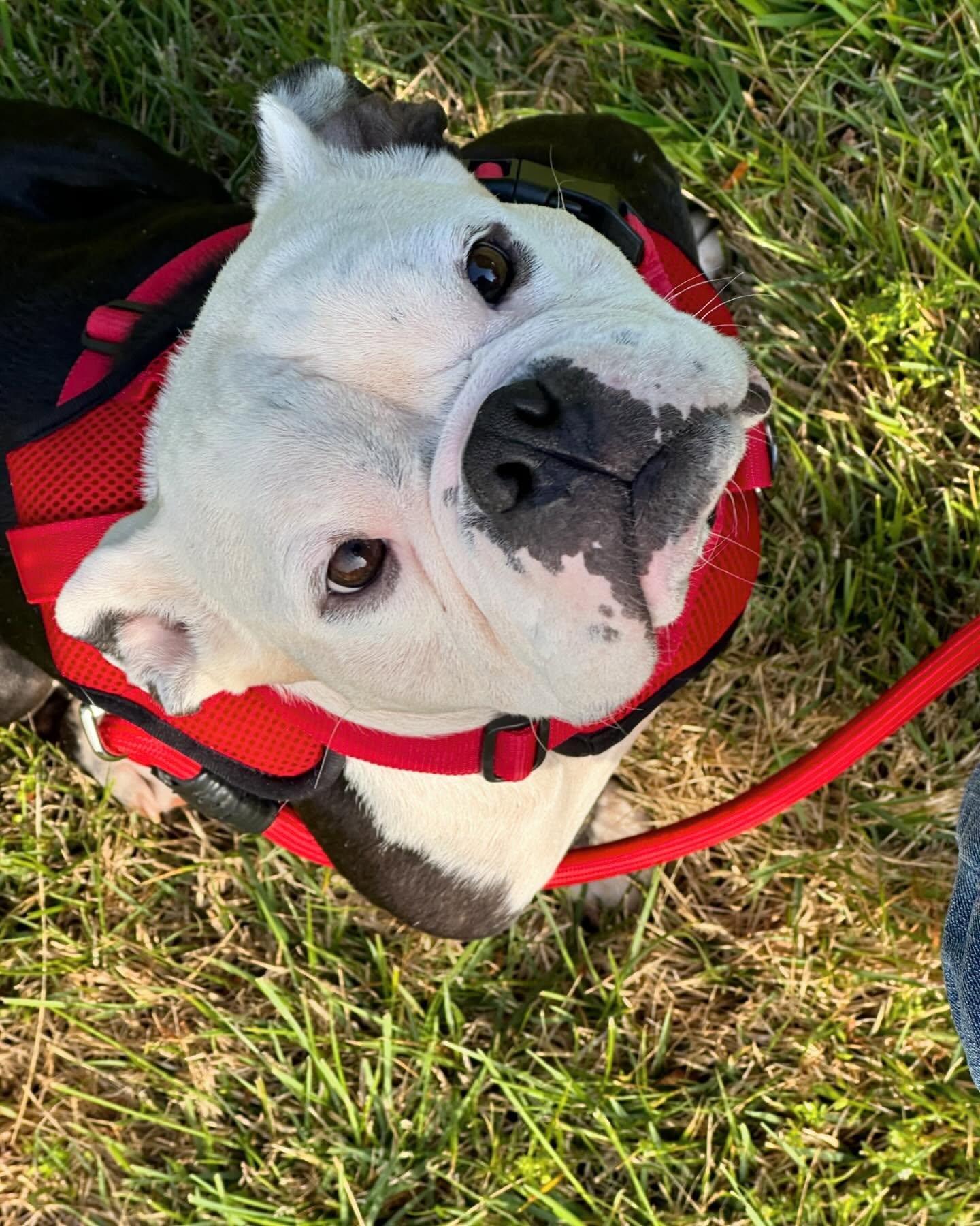 One of our former Foster Pups - testing photos for website