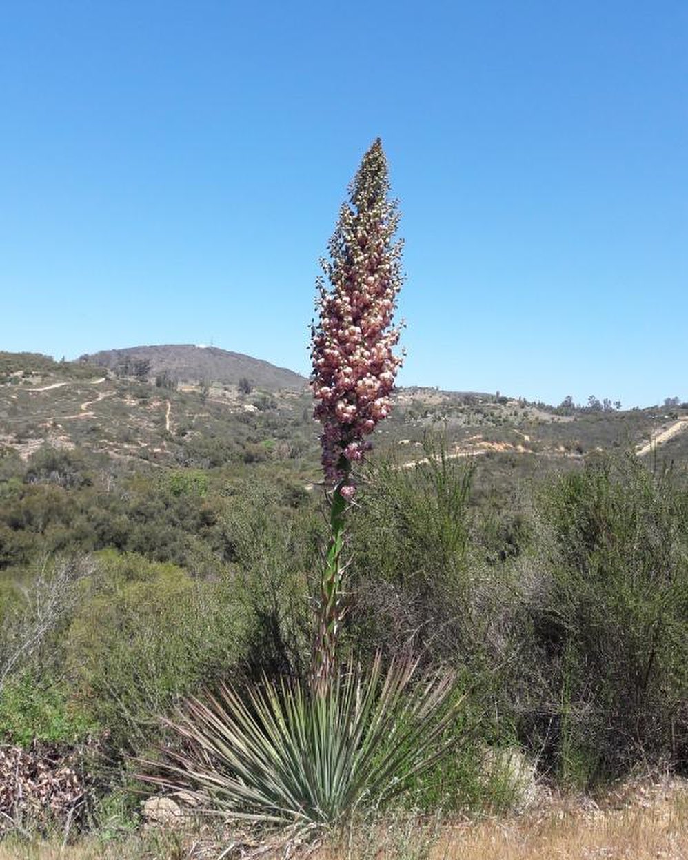 For the Month of February we would like to highlight the wonderful world of Yucca - whom thrive in a number of different habitats around Southern California.
Most commonly, you might come across the Chaparral Yucca (Hesperoyucca whipplei) while hiking - all the way from coastal San Diego into the mountains โฐ Closely related is the Mojave Yucca (Yucca schidigera), which is distinguishable by its thick and branching trunks. Did you know that Yuccas require special pollination and have a symbiotic relationship to the Yucca moth ๐ who lay their eggs inside the flowers? They make a great addition to a rock, xeriscape or habitat gardenโฆ leave the flower stalks out and birds will use them as a perch! ๐ฆ
We have an excellent assortment of #Yucca available at each of our retail partners.
be sure to stop by or place a special order through our app or website - itโs a great time of year to plant while we have rains in the forecast! ๐ง P.S. itโs also a great time to get your annual seeds in the ground too ๐ผ