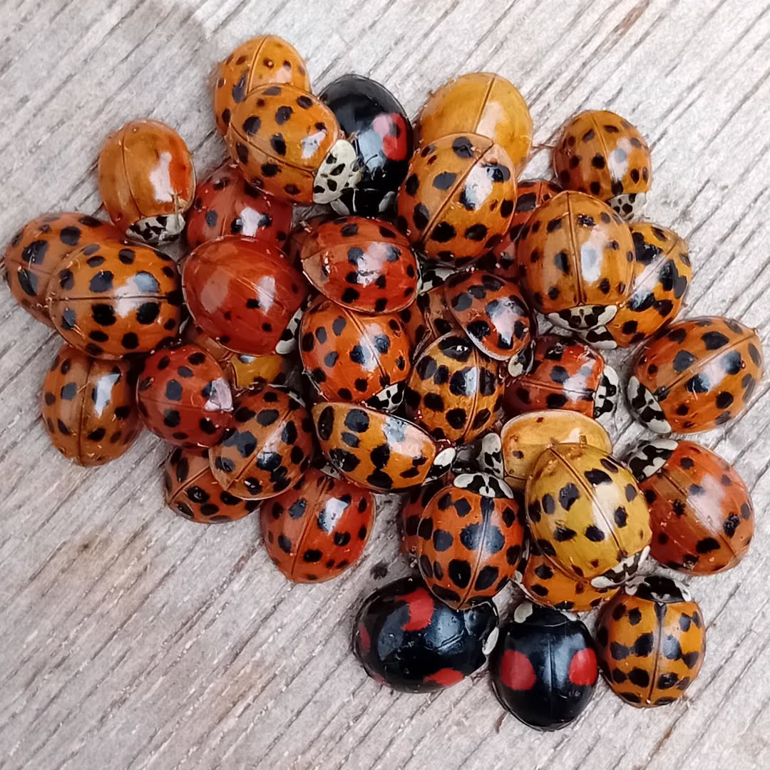 Went to tidy up some timber in a customer's garden and found these guys hiding out. Needless to say, I put the wood back as I found it.