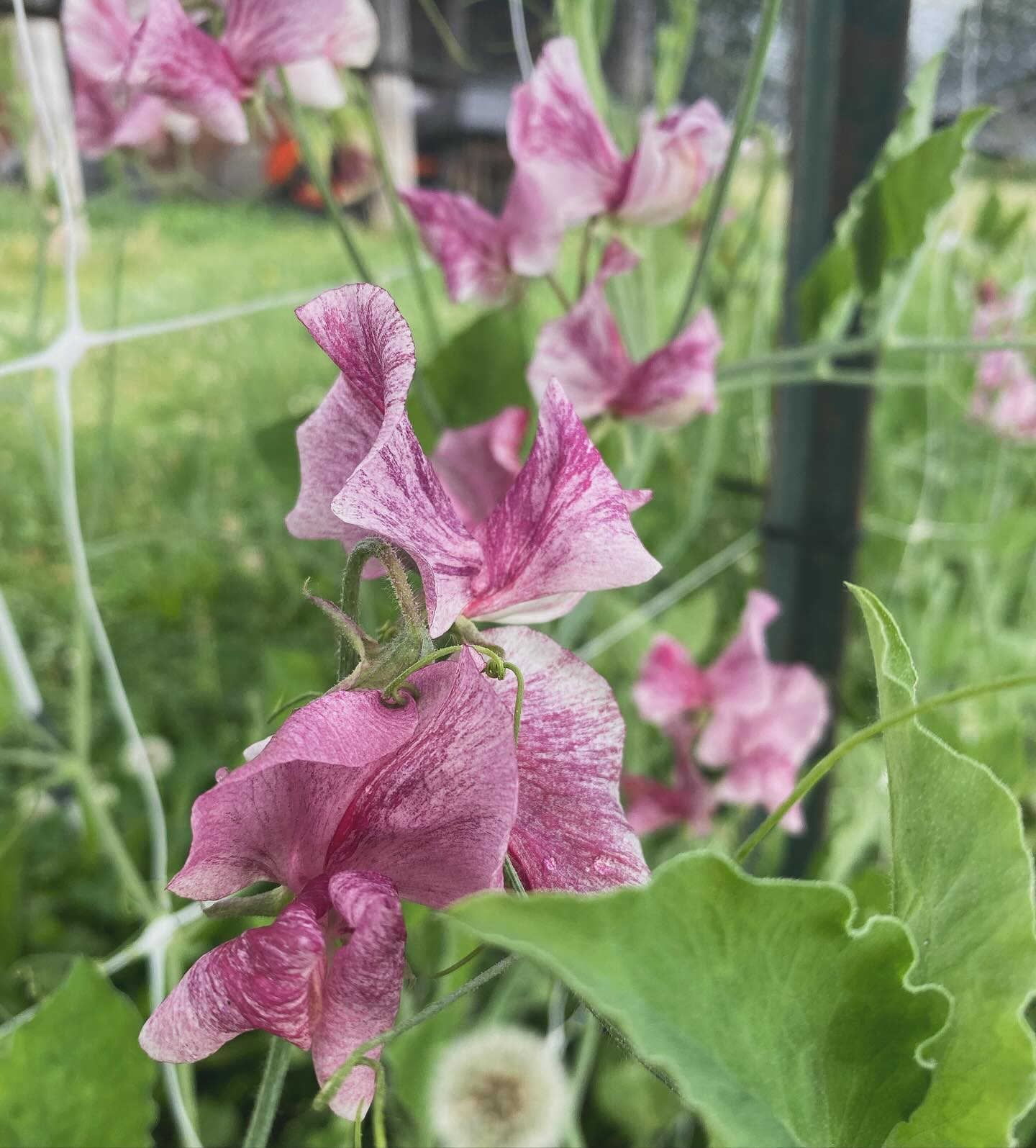 Trying to be patient and let winter be winter, but it’s not easy for this summer-loving Aries girl! I’ve been scrolling through my photos today and let me tell you, I can just smell this one. The first sweet peas are always so exciting! (And bonus for the dandelion I didn’t pull - my husband hates them, but I love to make wine and jelly. Plus, they always remind me of magical wish-making summer days!) #wellgrownflowers #wellgrownfarm #localflowers #sweetpeas
