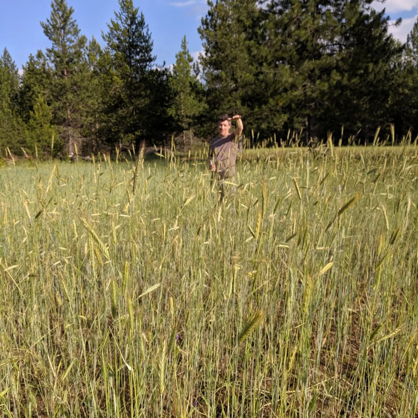 We hope you are having a great New Year so far!
2023 was one of the best years at the brewery and for us personally. Luke was accepted into Berklee School of Music to pursue his lifelong dream of becoming a music producer and Emily has been growing her marketing coaching business, Cultivating Your Market. With our new demands on our time, we needed to decide the future of Lone Mountain Farms.
Our mission has always been to grow fields of flavor and we are passionate about bringing back ancient and landrace grains lost to time that hold amazing flavor and history. Because of time constraints, we have never fulfilled that as much as we would like.
So, after much deliberation, we have made the tough decision to close the farm brewery to the public. We will continue to make the great beer you have come to love but only to the wholesale market. This more closely fits into our new schedules and allows us to focus on farming those incredible ingredients.
Soon you will be able to find our products at many more locations throughout the area than just the farm. Your favorite watering hole or your local grocery store. So as we transition the business to this new model, be looking for Lone Mountain Farms brand beer and flour at retail stores and establishments near you.
We know this all comes as a shock but we hope you will continue to champion us in this agricultural journey! We have enjoyed meeting so many amazing people and the community that has come behind us. You have made every step so fun and rewarding.
We appreciate you!!
-Emily & Luke