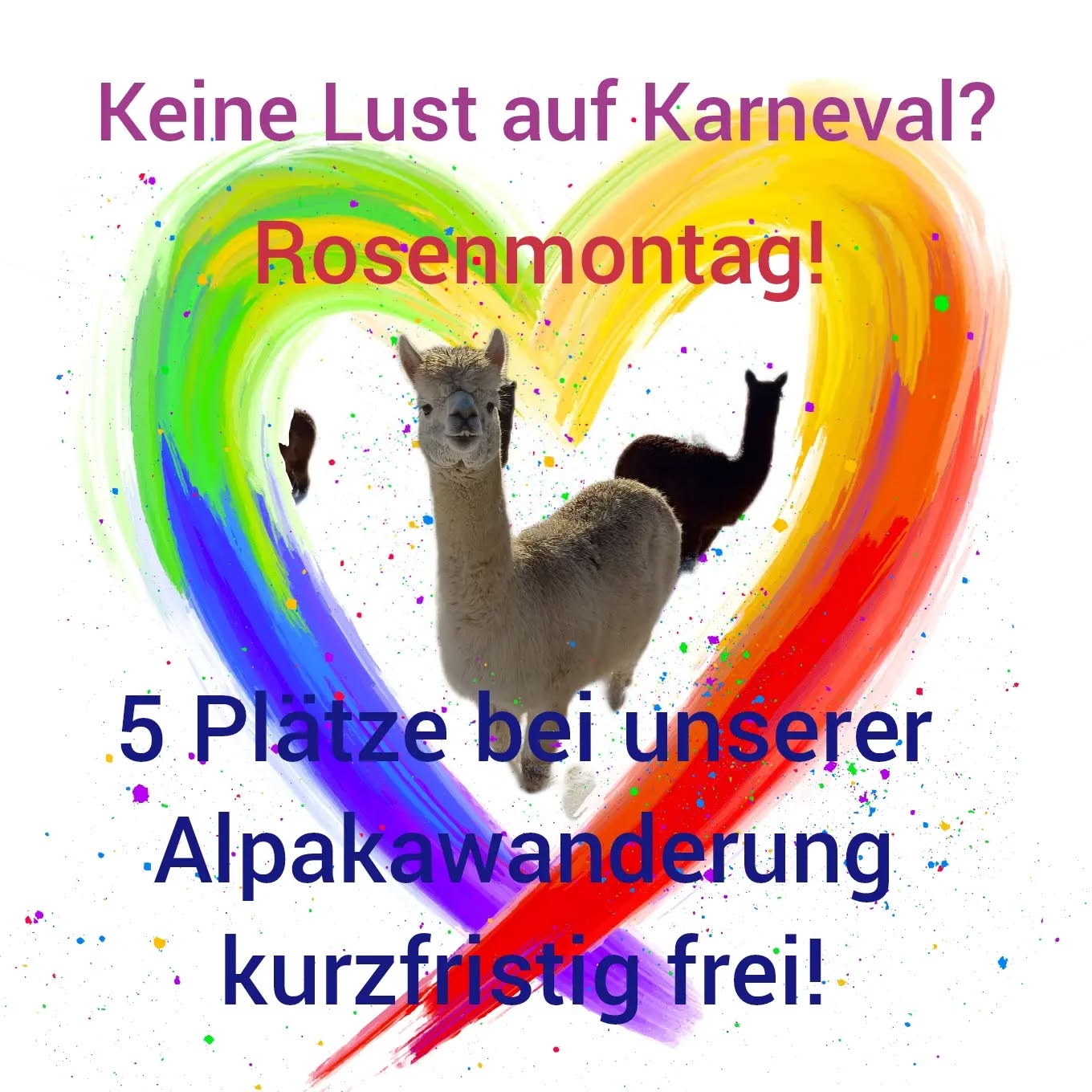 Keine Lust auf Karneval? 5 Plätze für unsere Alpakawanderung (am Rosenmontag um 14 Uhr) kurzfristig frei!
Keine Stunde von Köln oder Bonn!
Nur mit Anmeldung! www.obstwiesen-alpakas.de
#keinelustaufkarneval #nokarneval #alpaka #alpakawanderung #alpakawandern #obstwiesenalpakas #badmünstereifel #rosenmontag #köln #bonn #euskirchen #tätä #keinestundevonköln #pepperdasobstwiesenalpaka