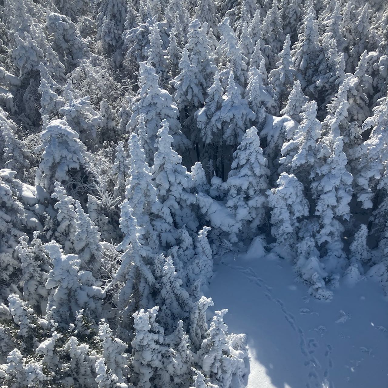 ECA week 1 (local consciousness) by Martin Summer. Location: Hunter Mountain, New York, USA. The last slide shows how this picture was taken - by climbing a fire tower.
#ecachallenge #environmentalconsciounsness #snowforest #naturephotography #local
