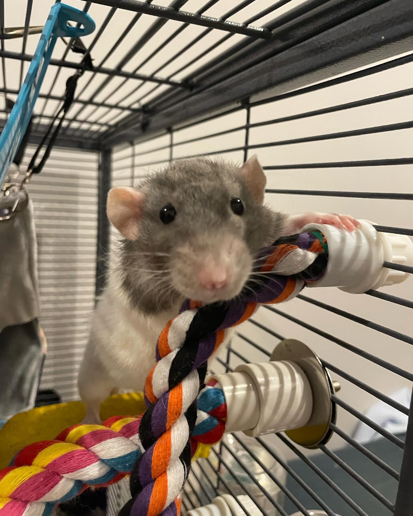 The cutest rats, Hero and Beatrice!