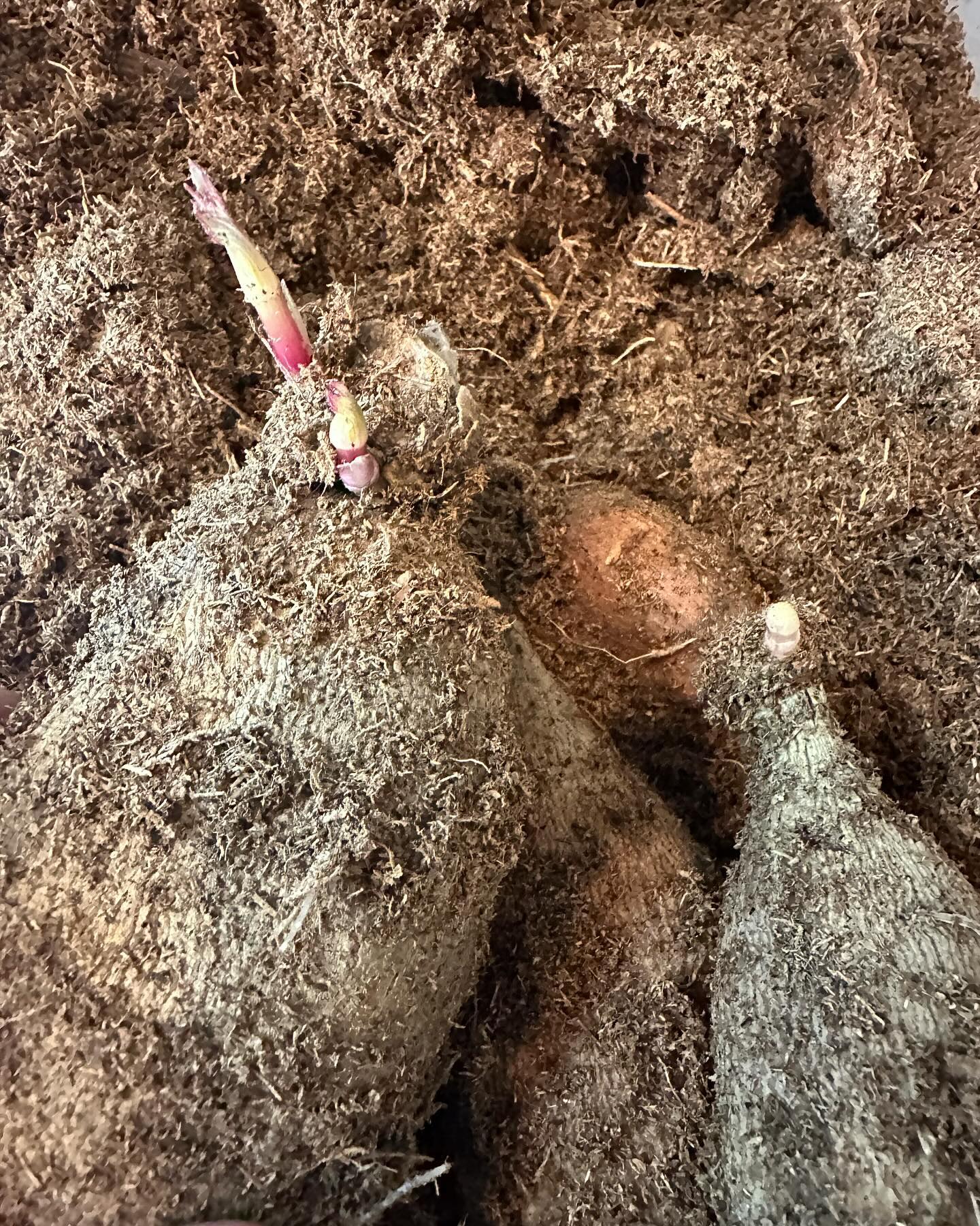 This might look like a dirty mess, but let me tell you, it’s the promise of a new season! #wellgrownflowers #wellgrownfarm #localflowers