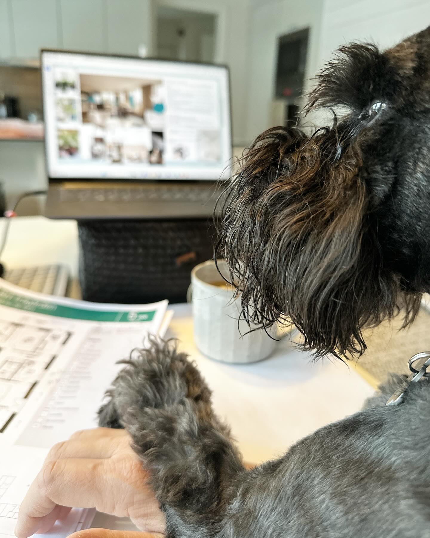 Vecka vid hemmakontoret 🤎
Kontrast mot förra veckans flygande och farande, är det mestadels jobb på hemmakontoret denna vecka. Jobb vid köksbordet med planering av ny visningslägenhet varvat med inredning av 3D-bilder, med sällskap av Lurvas 🤎 Myskläderna är på och vi tar sköna promenader då och då. Ikväll blir det middag på stan med två av mina hjärtan, M & Lurvas så då får jag väl hoppa ur mina myskläder ändå 🤎 livet ändå