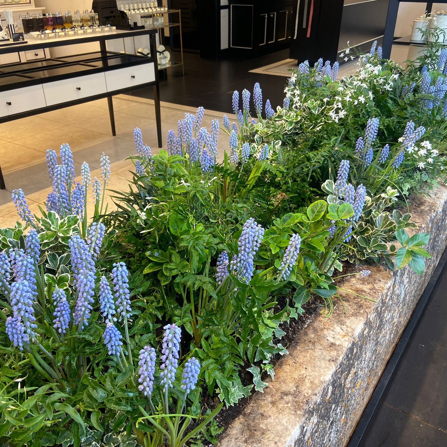 This trough in our client's west end store is now looking fresh for spring with plants including Muscari armeniacum and Jasminum officinale. #tuliplandscapes #westendstore #Muscari #Jasmine #springflowers