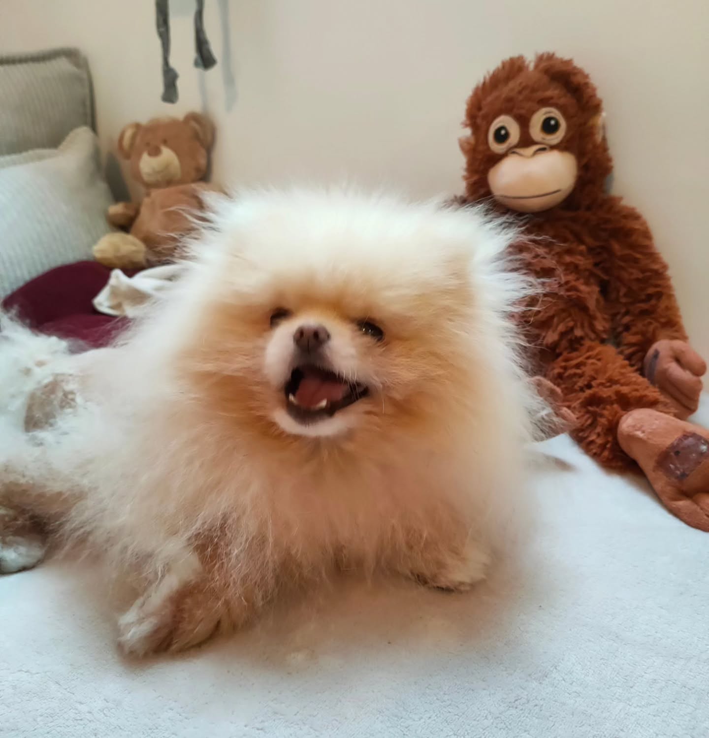 Aujourd'hui c'est mon anniversaire et pour l'occasion, je vous annonce que Prout va bientôt avoir une petite sœur bipède pour notre plus grand bonheur !! 🥰🎉
Lou devrait quitter mon bidou au mois de juin ce qui fait que je vais devoir mettre en pause mon activité à partir de début avril, afin de m'assurer qu'elle reste bien au chaud en attendant le jour J !🤰
Pour vous accompagner au mieux et finir tous mes suivis éducatifs en cours, je ne prends plus de nouveaux forfaits (5 ou 10 séances) à partir d'aujourd'hui. Croyez moi, j'adorerais pouvoir continuer à prendre des suivis mais priorité au bébé 👶🏻
Par contre je propose toujours :
• Des bilans comportementaux en visio et en présentiel
• Des rdv pré/post adoption en visio et en présentiel
• Ainsi que la vente de mastication/harnais pour le plus grand bonheur de vos toutous 😍
➡️ Alors n'hésitez pas à me contacter si vous souhaitez l'un de ces services, je serai extrêmement heureuse de vous accompagner !!
Et si vous avez besoin d'un suivi éducatif, vous pouvez faire appel soit à @florian_educ_canin , ou à @tontoncroquette , ainsi qu'à @animalz.35 qui sont 3 éducateurs géniaux et en qui j'ai confiance les yeux fermés 💛
De mon côté je pourrais reprendre les suivis dès septembre si tout se passe bien ! Alors envoyez-moi toutes vos bonnes ondes pour que je reprenne très vite (PS : vous et surtout vos toutous vont beaucoup me manquer) 🙈
En attendant l'arrivée de Lou, je croise les doigts pour que Prout accepte de partager sa moman parce que pour le moment il est quand même exclusif et jaloux 🤣