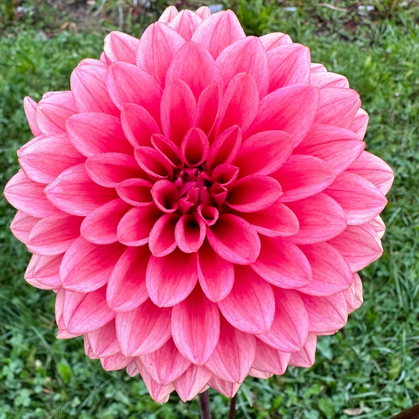 Happy Valentine’s Day! Here’s hoping you made time for a little extra love today - whatever that means to you. Personally, this pink dahlia fills me with the warm and fuzzies…😉 #wellgrownflowers #wellgrownfarm #localflowers #dahlia