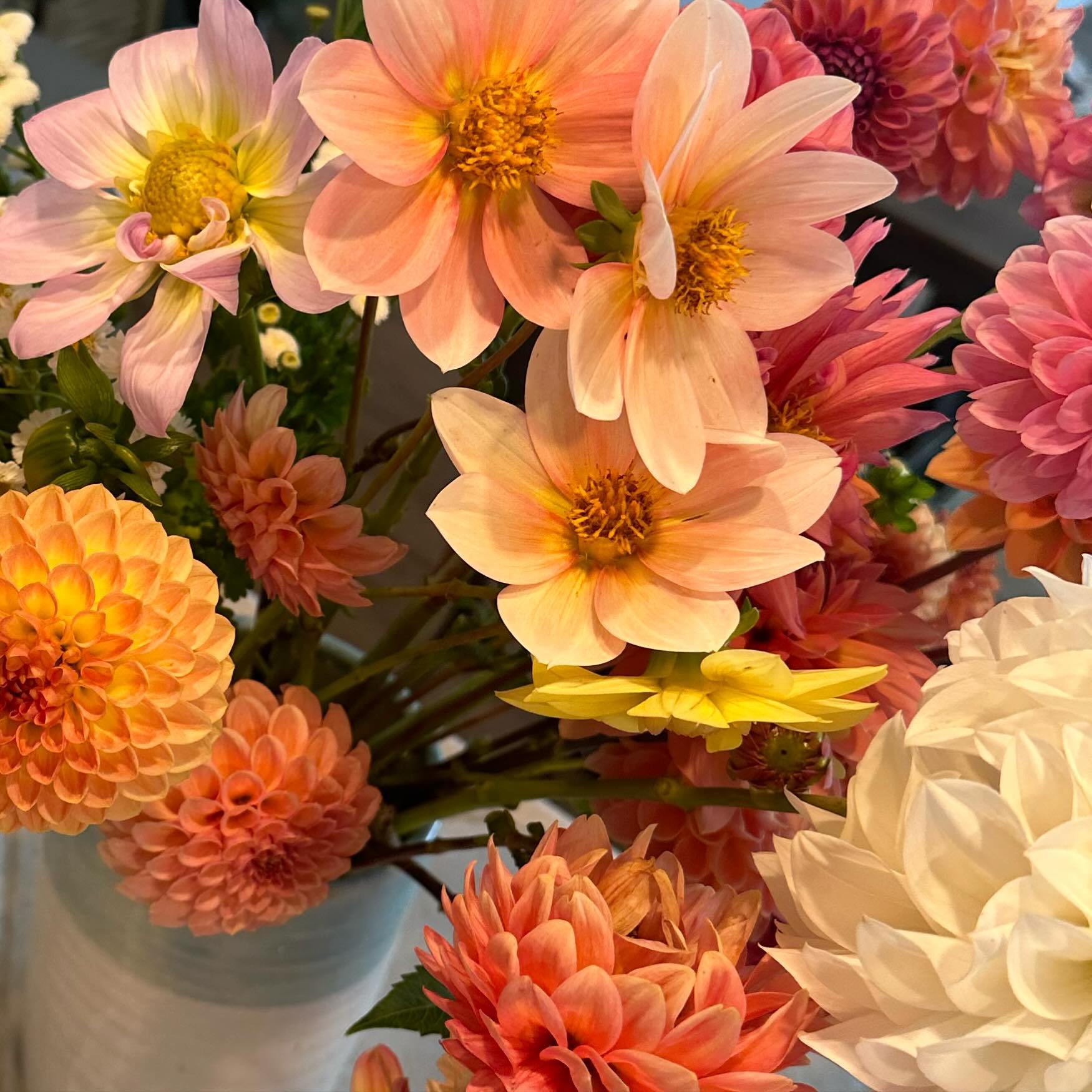 I’ve been slowly “waking up” the dahlia tubers I stored over the winter and now I’m in full dreaming-of-dahlias mode! Can’t wait to see these beauts again…it’s a long wait, but soooooo worth it. If you love them as much as I do, our late-season subscription is just what you need! #wellgrownflowers #wellgrownfarm #localflowers #dahlias
