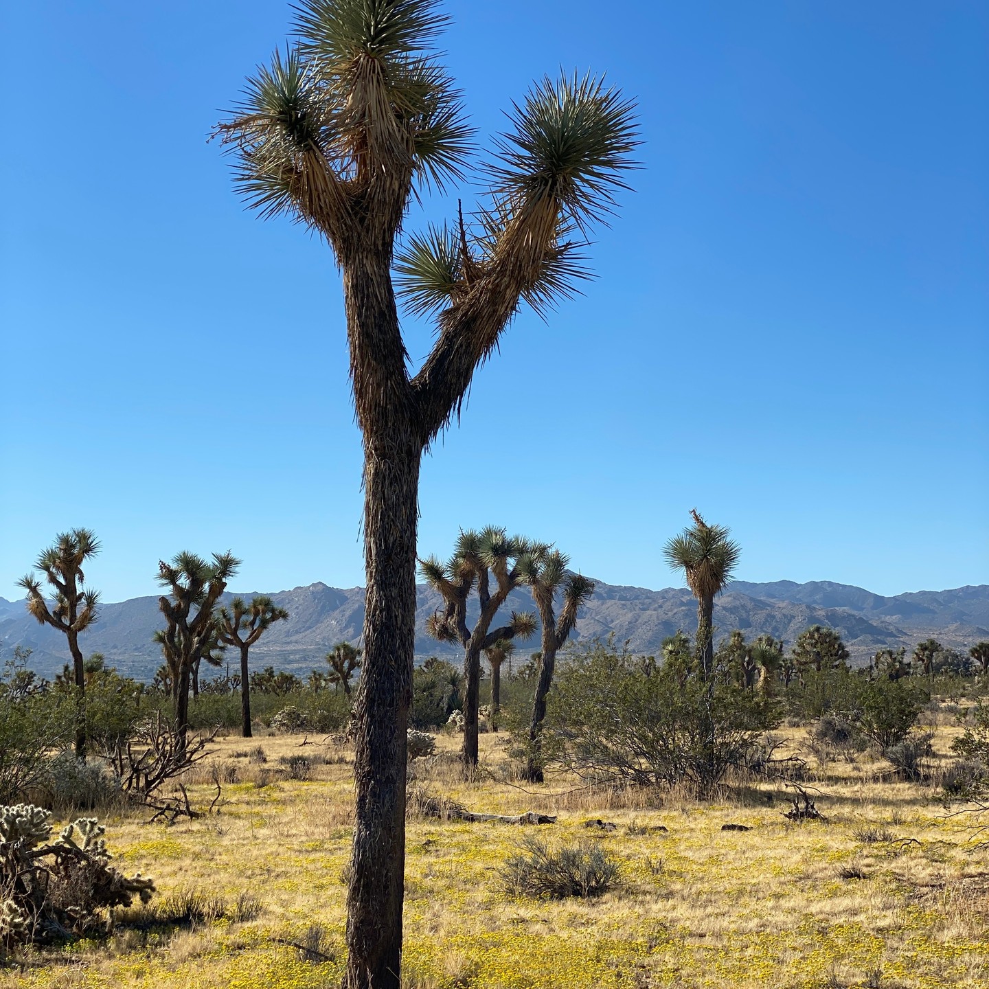 I can't love our desert enough.
#joshuatree #hidesert #highdesert #morongobasin #mojave #mojavedesert