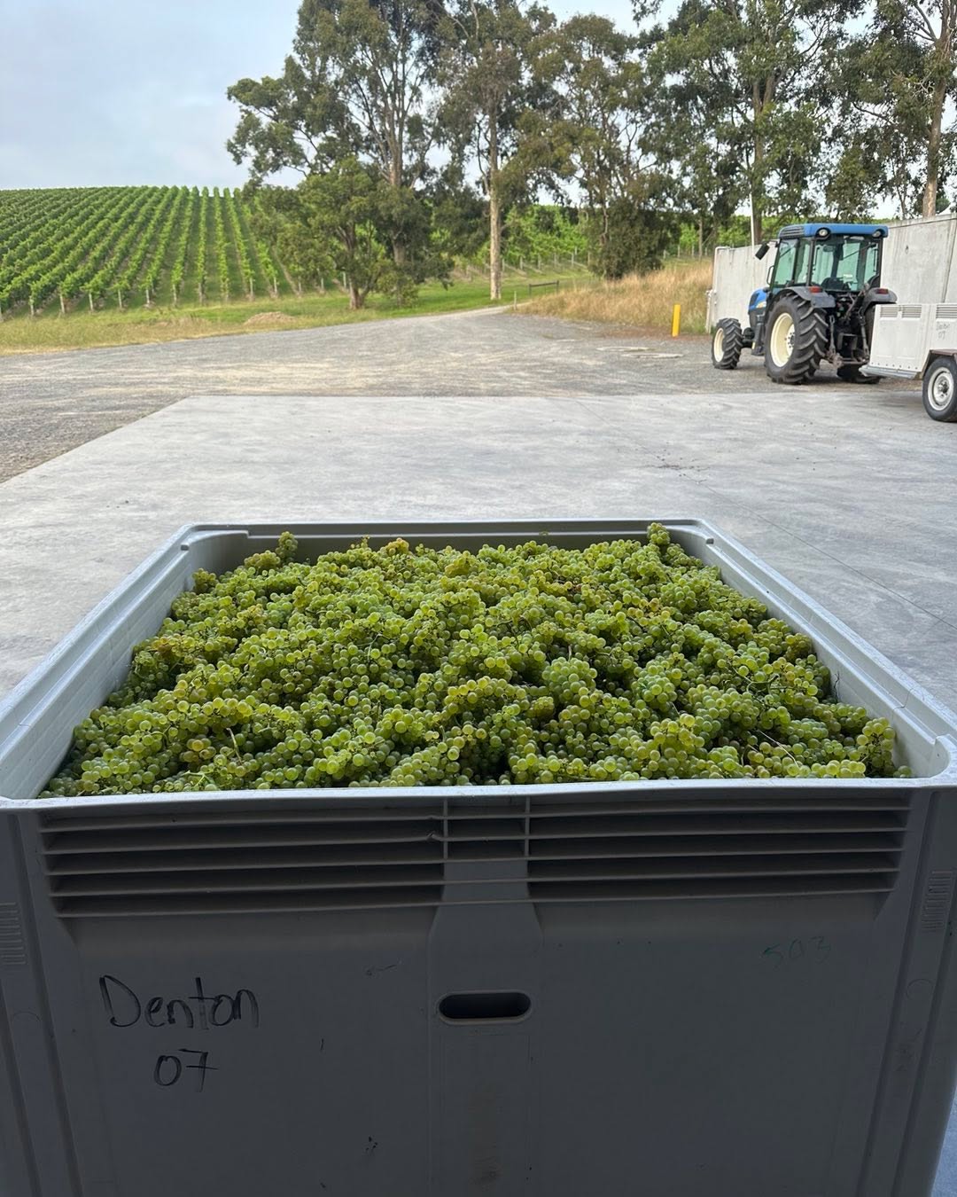 First bin #V24 close planted Gin Gin Chardonnay. Denton View Hill. Looking, tasting the goods, nice work @jules_parrott