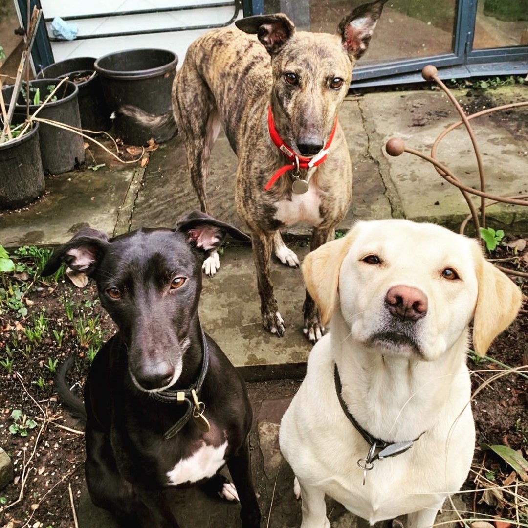Introducing the Tulip office dogs, Bhalu, Blondie and Olive #tuliplandscapes #dogsofinsta #londongardens #gardendesign #officecompanions