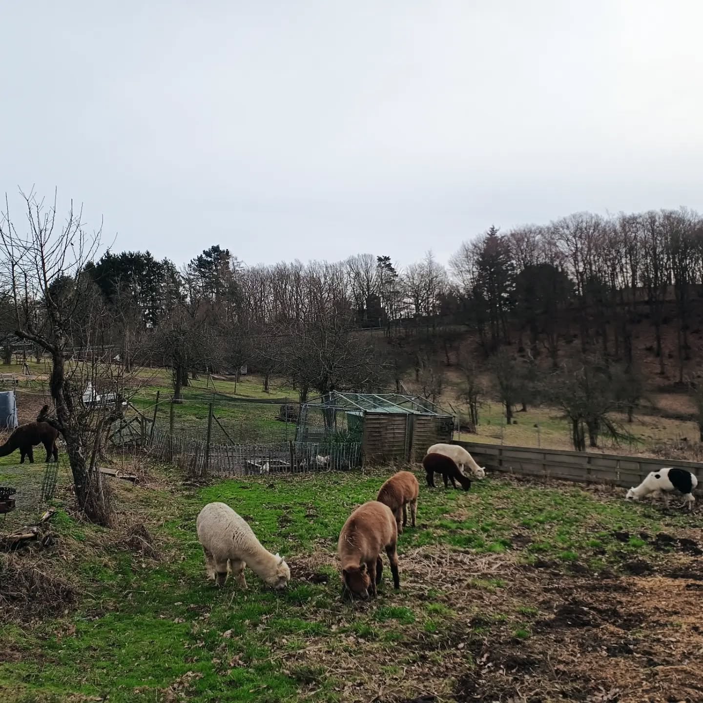 Nach der schönen Wanderung haben sich die @obstwiesen.alpakas 🦙🍀 einen kleinen, frischen Snack wirklich verdient! 😉
#obstwiesenalpakas #pepperdasobstwiesenalpaka #alpaka #alpaca #alpacasofinstagram #alpakasofinstagram #keinestundevonköln #keinestundevonbonn #snacktime #alpakawanderung #alpacahike #badmünstereifel #ahrtal #holzem #kommdochmalvorbei