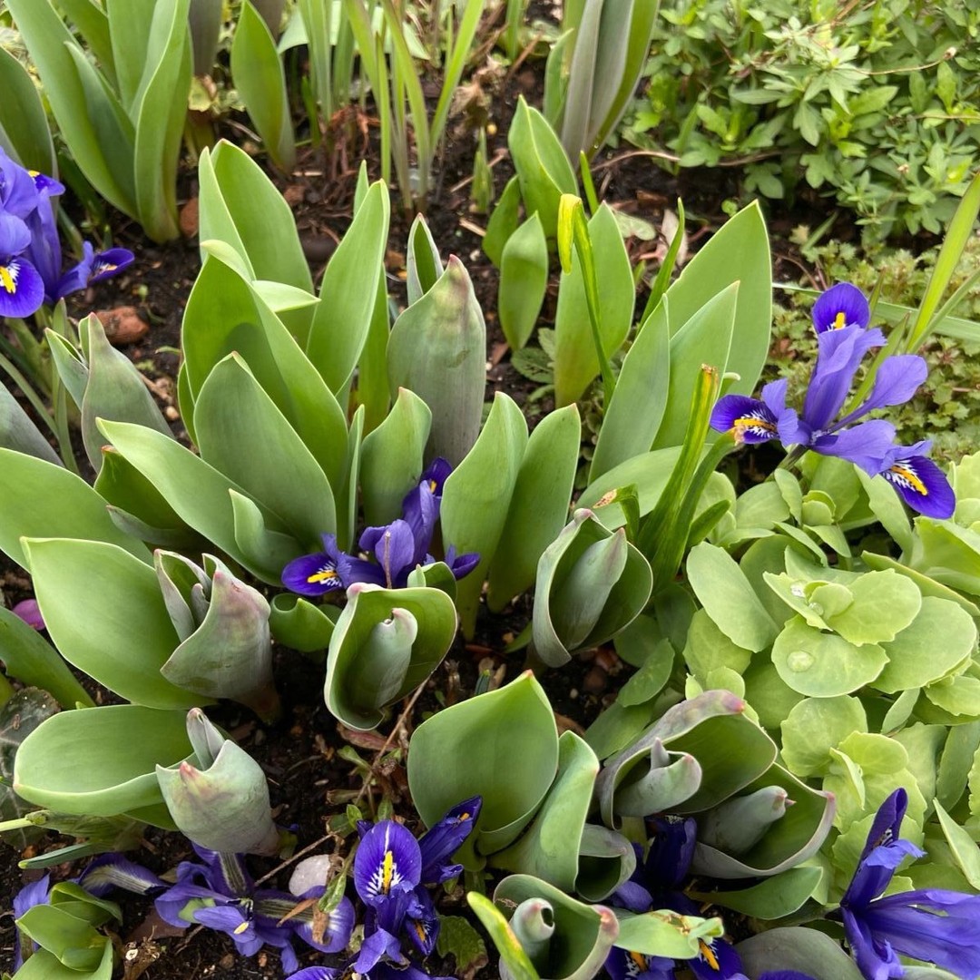 Some beautiful Iris reticulata are now flowering in one of our roof top offices #rooftops #rooftopgarden #tuliplandscapeslondon #irisreticulata #flowers #urbangardening #spring