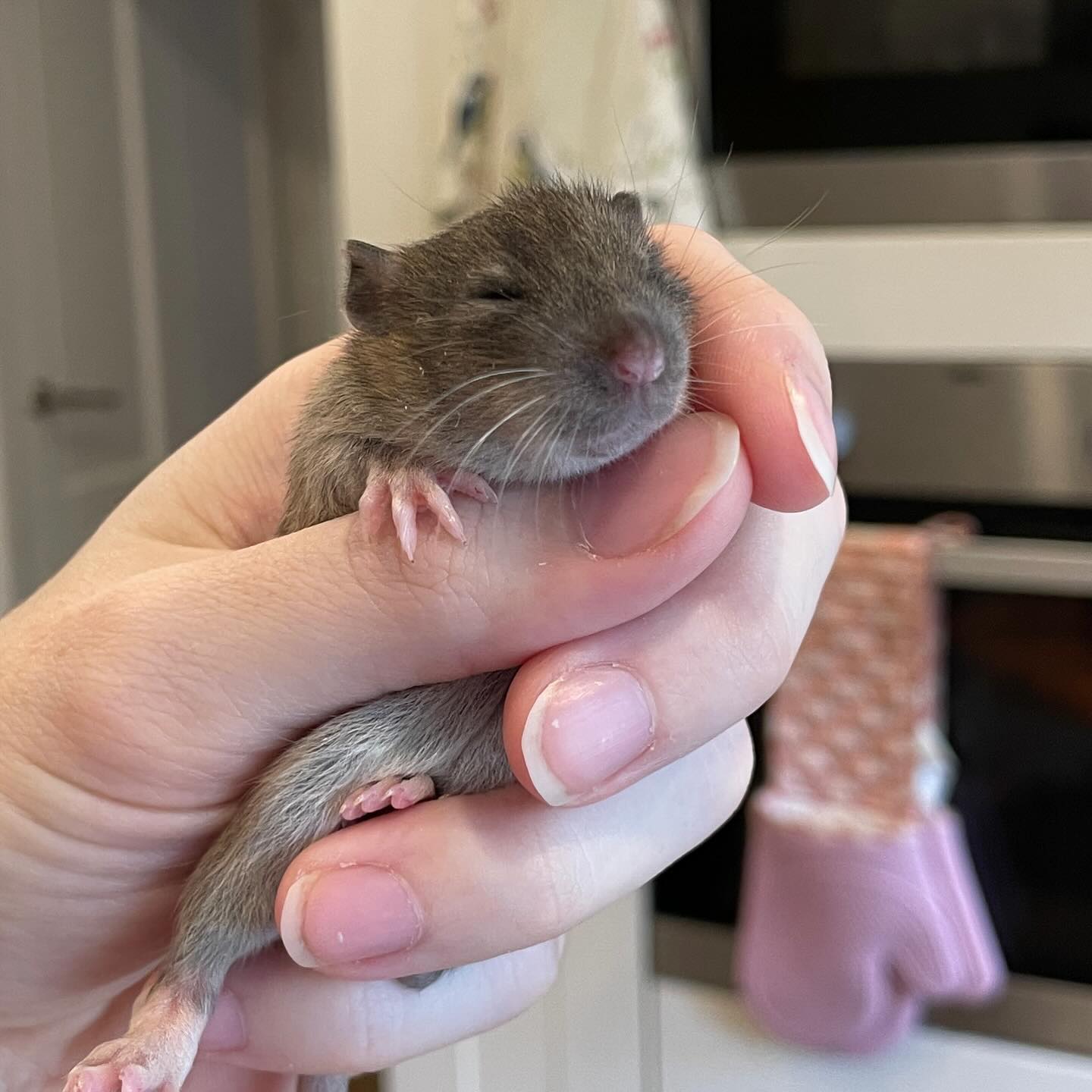 It is likely that all of this litter will stay, but I won’t more until they are about 8 weeks old 🥲
.
.
.
#rat #rats #ratsofinstagram #ratsofinsta #petrats #petsofinstagram #dumborat #rodent #ratcommunity #breeder #ratbreeder #rodentsofinstagram #rodentsofig #rattiesofig #rattiesofinsta #ratsofinstagram #rodents #cute #pets #fancyrat #dwarf #dwarfrat