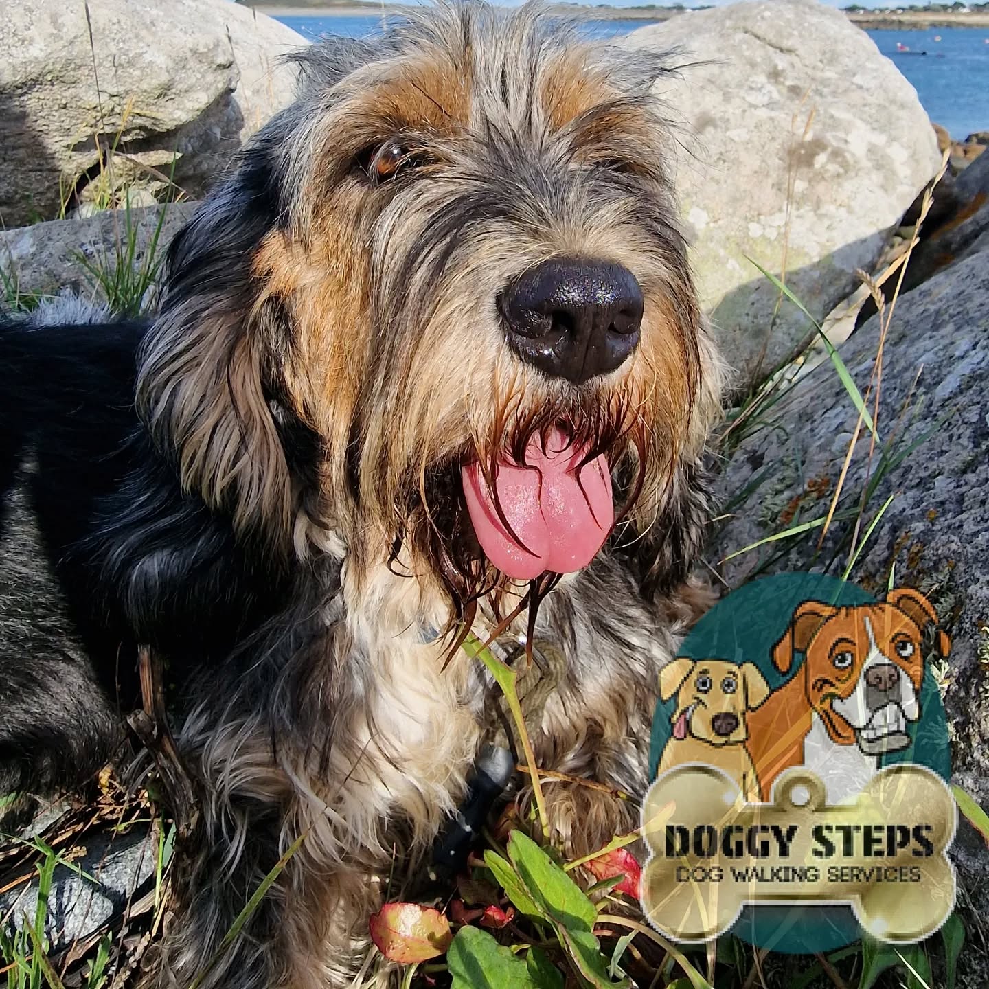 Gaston enjoyed this afternoons brighter weather with a few steps around Rousse and Stinky Pond