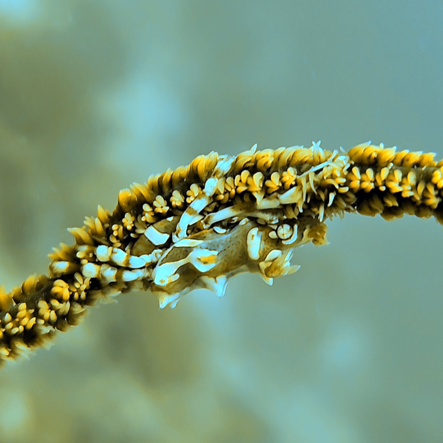 Trip Malapascua รอบนี้ เจอน้ำเย็นยะเยือก แต่สมาชิกก็ไม่หวั่น เจอของเยอะ ที่พักนอนสบาย กินอยู่มีความสุข
น้อง Treasures shark ย้ายบ้านแล้ว แต่ยังมาโชว์ตัวให้ดูเหมือนเดิม แถมมีเจ้า Tiger shark ตัวอ้วนๆมาให้ดู และแอบขนลุกกันอีกด้วย..
ทริปนี้สนุกมาก.. ไว้มากันอีกนะ..
PS: รูปจากกล้องมือถือ และ Housing Diveroid นะจ๊ะ