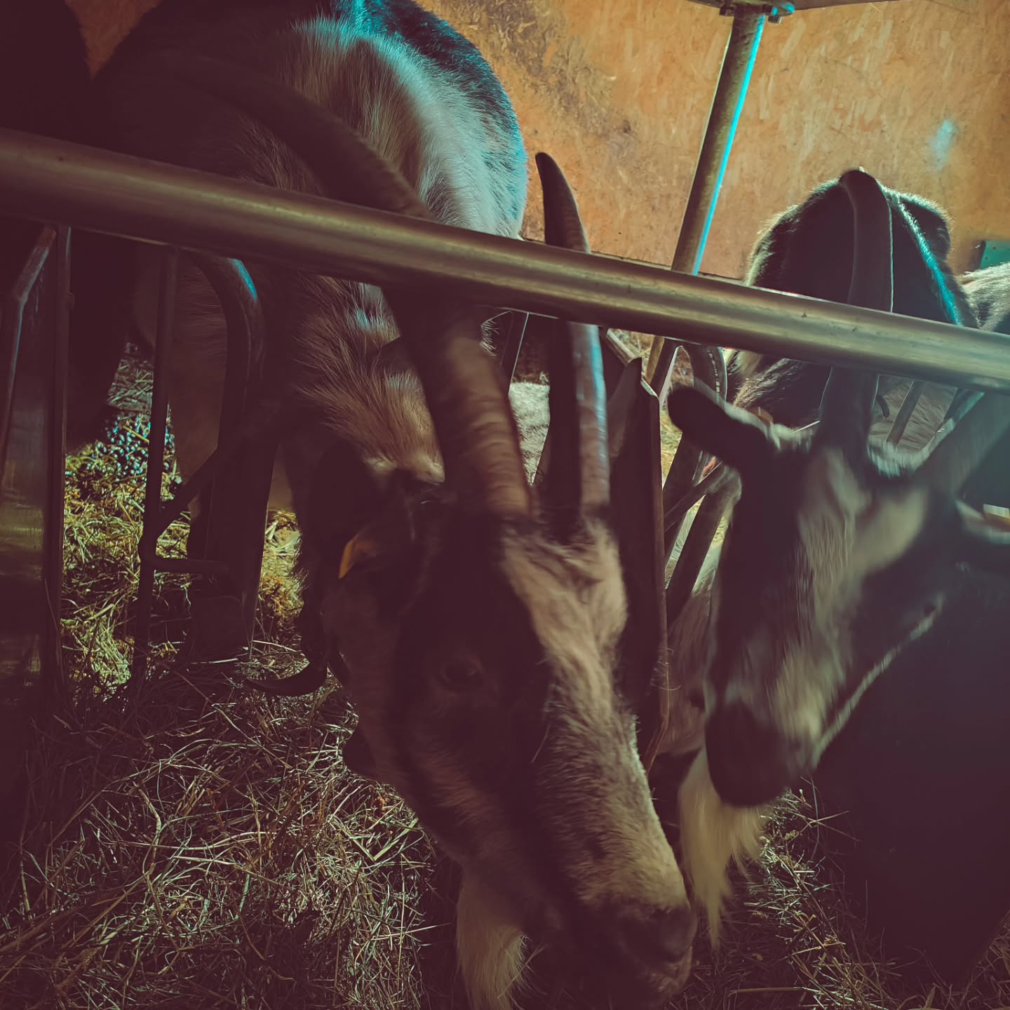 Unsere Ziegen sind schon kugelrund. Wann kommen wohl die ersten Gitzen in diesem Jahr auf die Welt? Was denkt ihr?
#brandeija #pfauenziege #goatlife