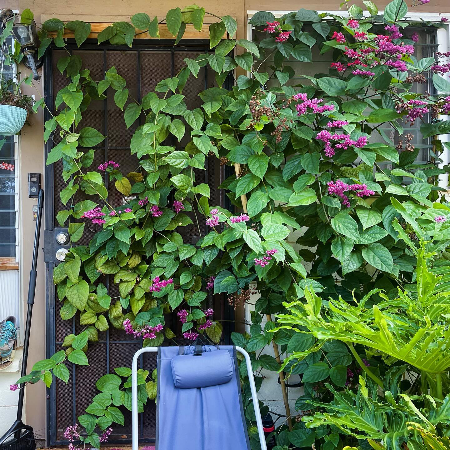 A hobbit door 🚪at the shire or just a maintenance issue?