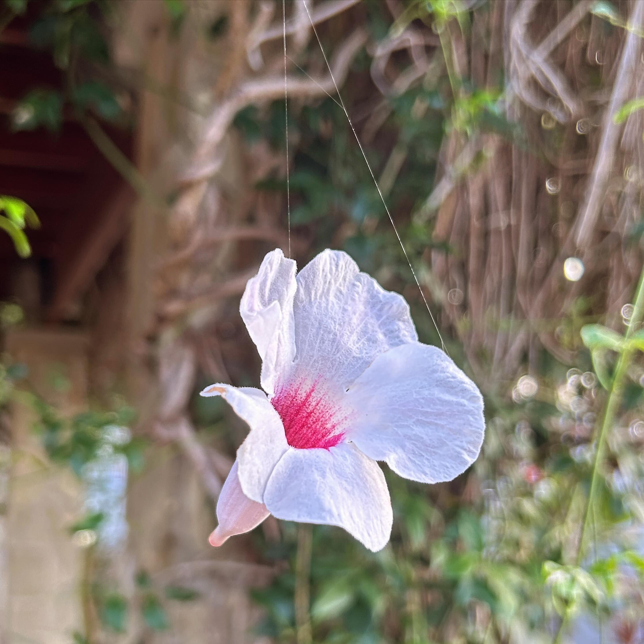 Beauty hanging by a thread. 🕸️🌸
#web #thread #magic #illusion #flower #autumn #naturephotography