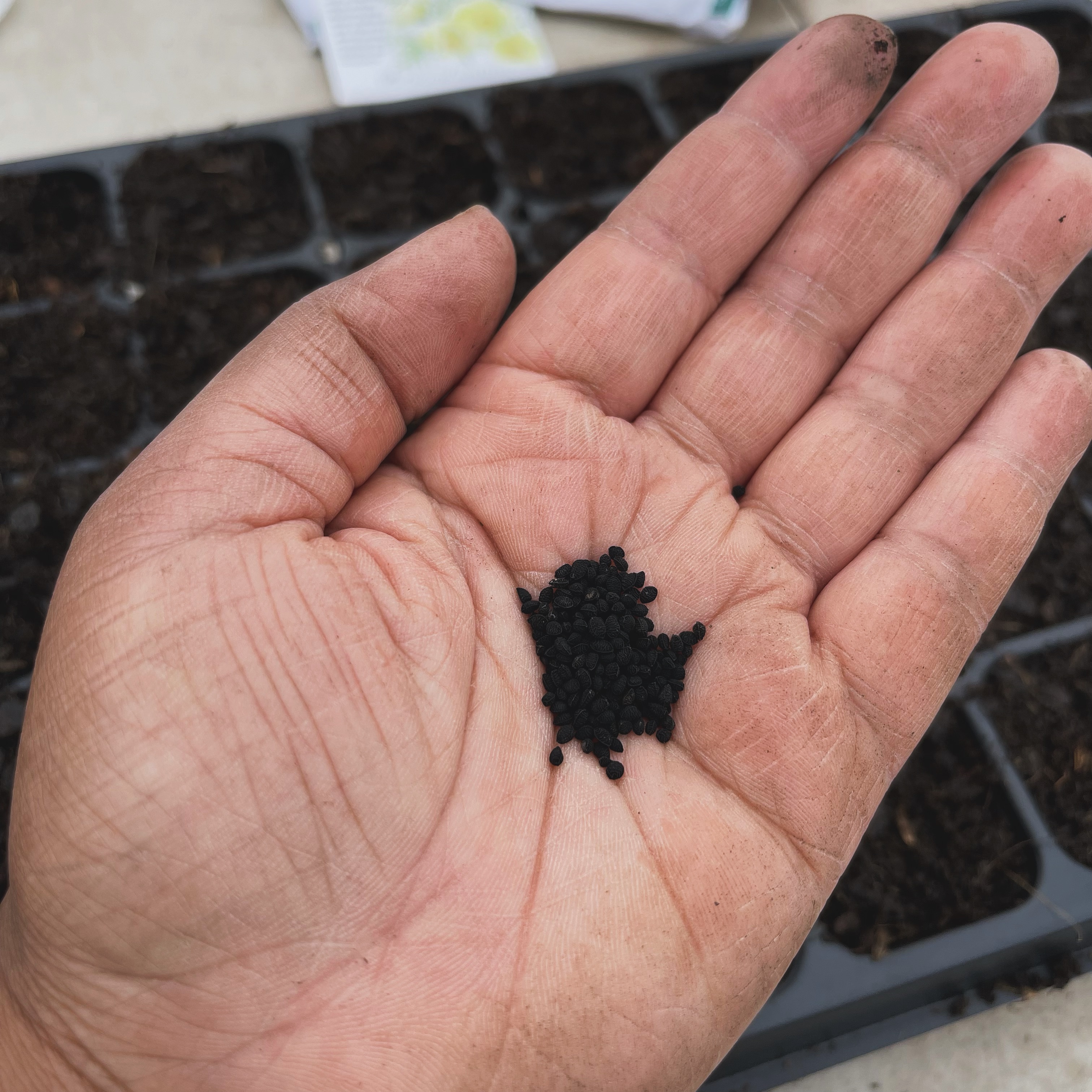 It all starts with a seed.
February has been all about sowing seeds for the season ahead. It never ceases to amaze me that this little tiny seeds will soon be beautiful flowers💕