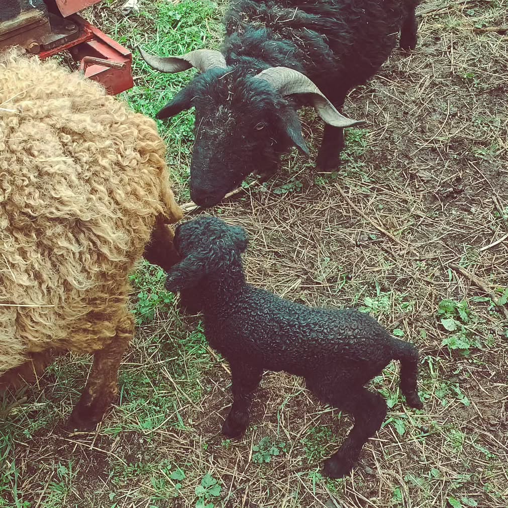 Dürfen wir vorstellen: Melissa, geboren am 05. März 2024
Das erste Lamm in diesem Jahr 😍
#brandeija #walliserlandschaf #lamm #babysheep