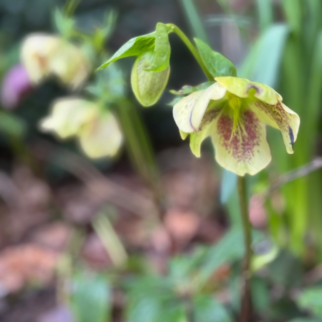 In this West Sussex garden the Hellebores are still going strong. The problem is they are notoriously difficult to photograph as many of them are demure and hide their faces. Here are some of our favourites. #hellebores #gardens #helleboreseason #tuliplandscapes #gardeninginspiration #spring