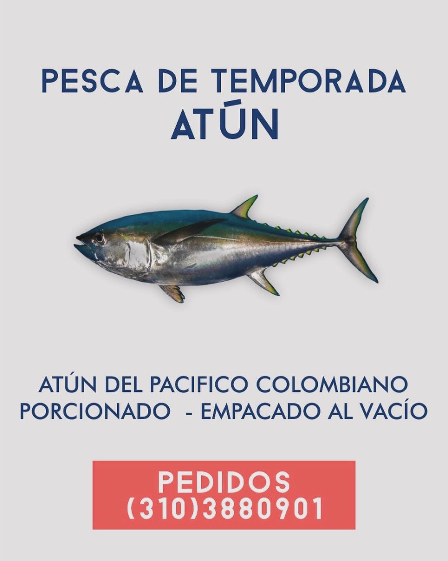 Atun Aleta Amarilla calidad AAA 💯% 🇨🇴
De 12kg en adelante. Envíos nacionales .
#calidad #atun #tuna #pacificocean #quality #colombia #litoral #fresco