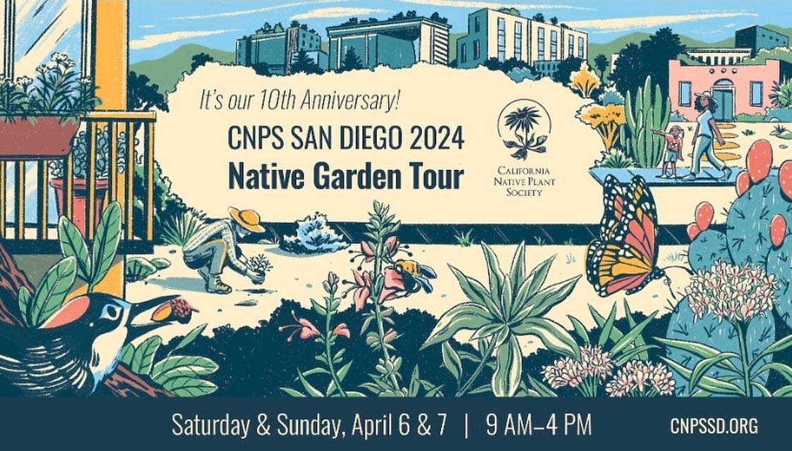 Let the countdown begin! ๐ We are thrilled to be a sponsor of this yearsโ @cnpssd Native Garden Tour! Join us on April 6 + 7 and get inspired by some of the best California native gardens here in Southern California. 32 gardens will be open for visitors all over the San Diego area! See something you love, stop by and visit us on Saturday at Garden #8 - Mudd Nature Preserve, and Sunday at Garden #18 - Ocean View Garden, where you will receive 15% off at our plant sale ๐ฑ
Buy your tickets on the CNPS San Diego website, we canโt wait to see you there! ๐
https://www.cnpssd.org/native-garden-tour-2024
#californianativeplants #californianativegarden #californianativeplantsociety