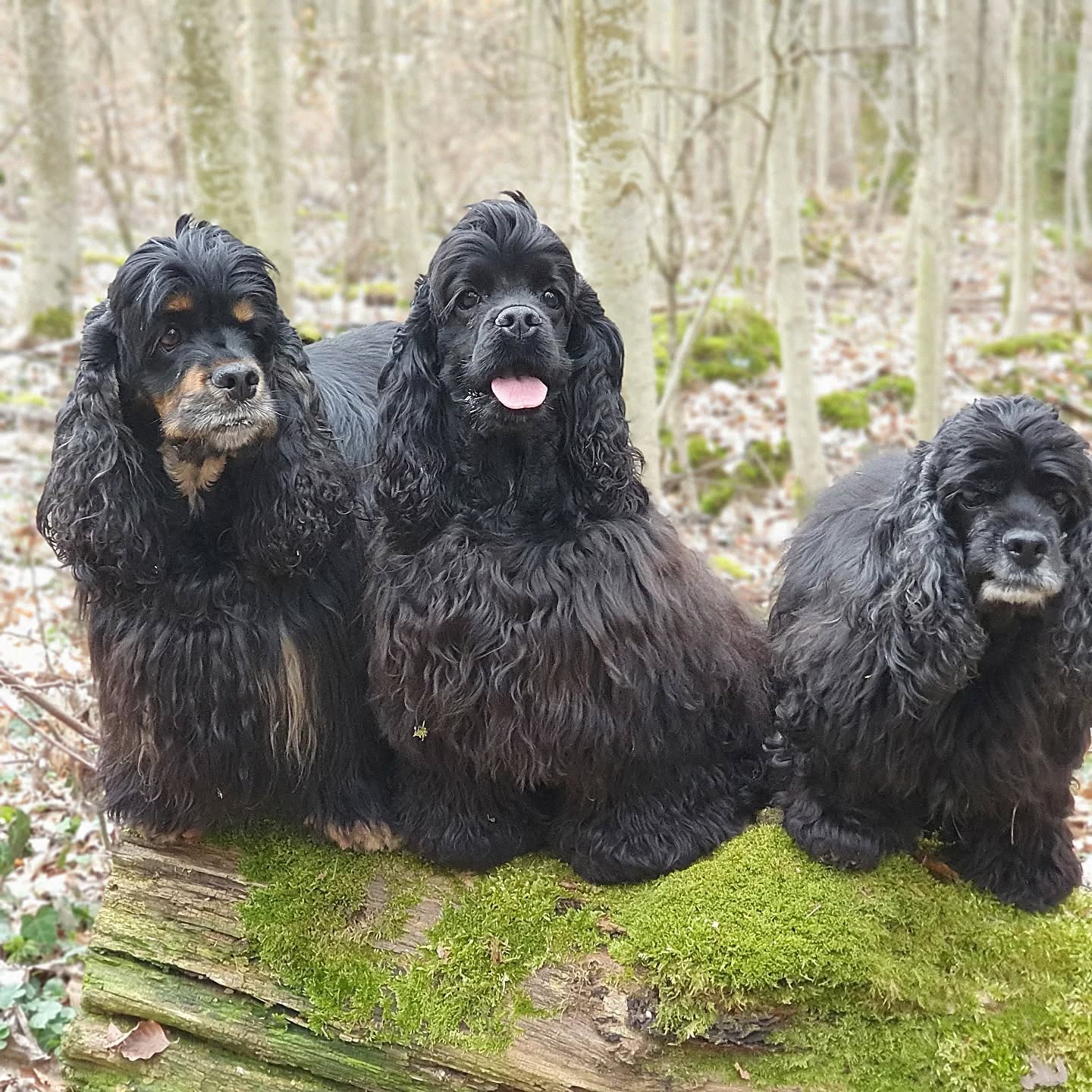 Im Wald mit Finja, Lucy und Emely
#americancocker
#cockerspaniel
#cockerinthewoods