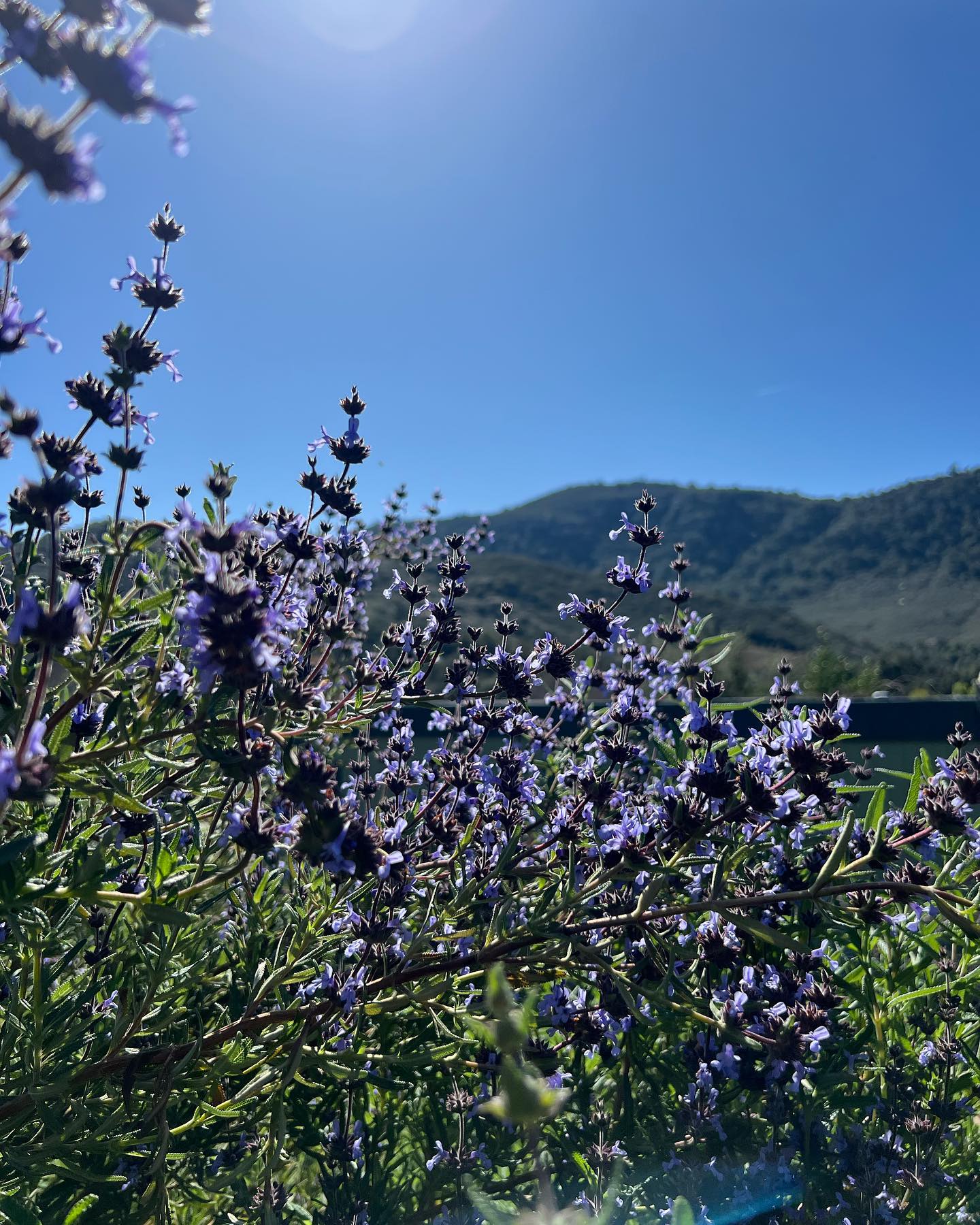 Who is excited for Springtime?! ๐โโ๏ธ๐ผWhile we do love the rainy winter days, we are so excited for these forecasted sunny skies and hues of blue โ๏ธ itโs a wonderful time to get your natives in the ground with this beautiful weather and itโs not too late to get your annual wildflowers sown, too! Drop a comment and let us know what your favorite winter bloom has been this season - ours is Ceanothus ๐
By the way, we are still running our app and website promo until March 19thโฆ Buy 3 get 1 FREE! #mymoosacreekgarden