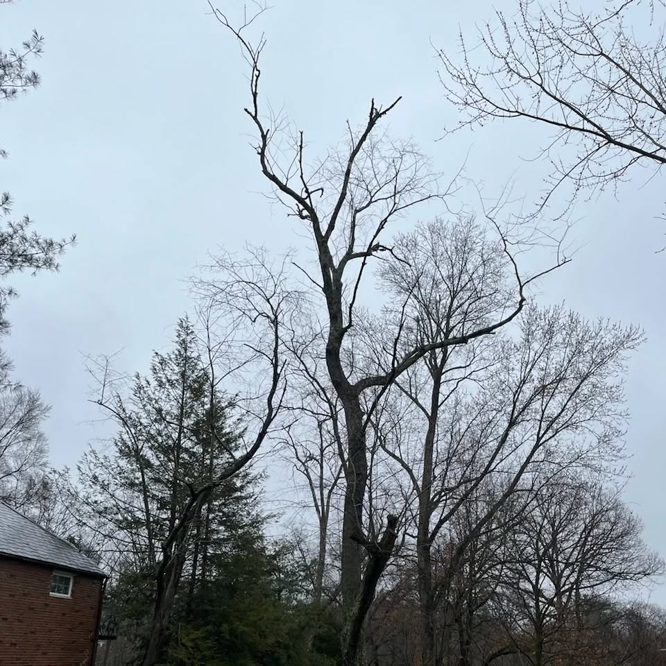 Dying cherry tree removal in Upper St. Claire. #treeservice #treeremoval #arborist #pittsburgh #treepruning