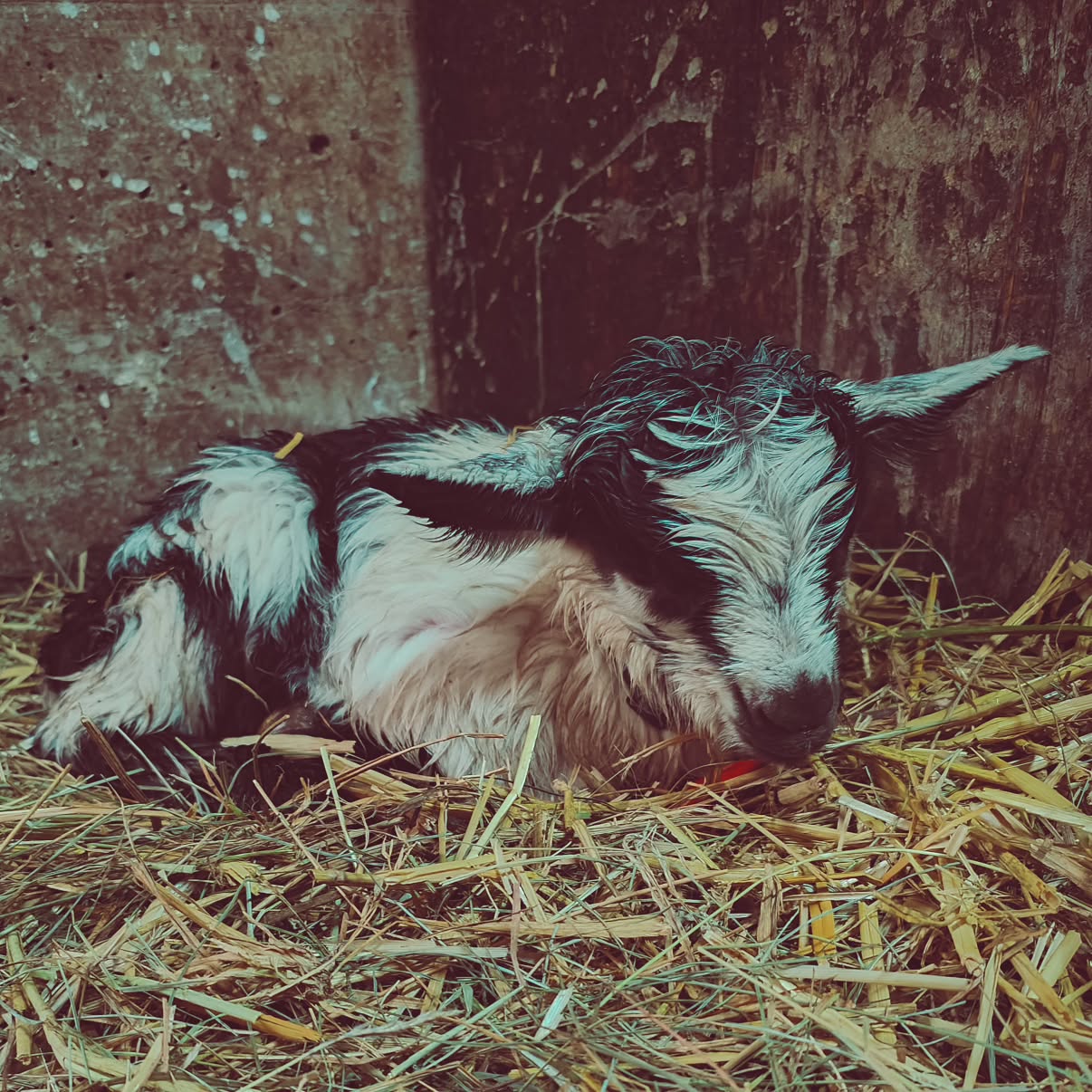 Der erste Gitz von diesem Jahr ist am Sonntag auf die Welt gekommen.
#brandeija #pfauenziege #gitz #goatlife