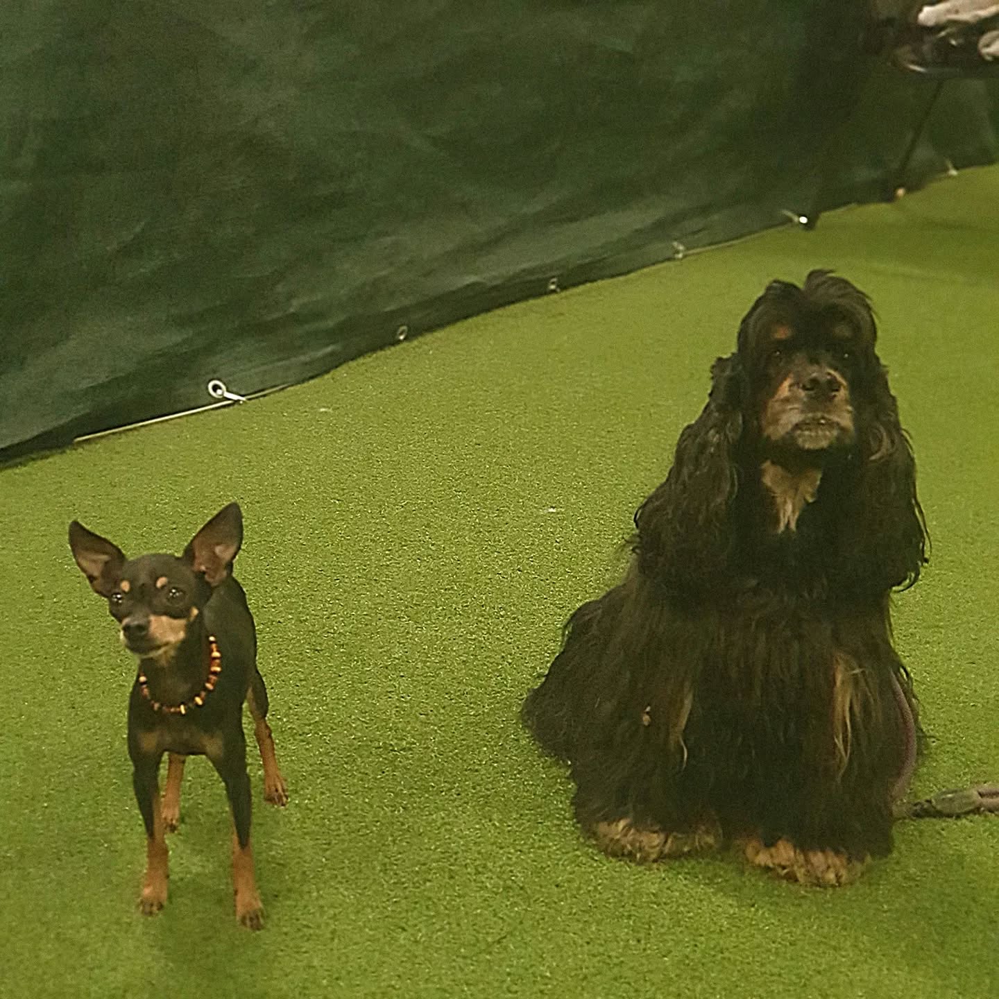 Finja mit Agility Trainingspartnerin Trixie.
#americancocker
#agility
#cockerspaniel