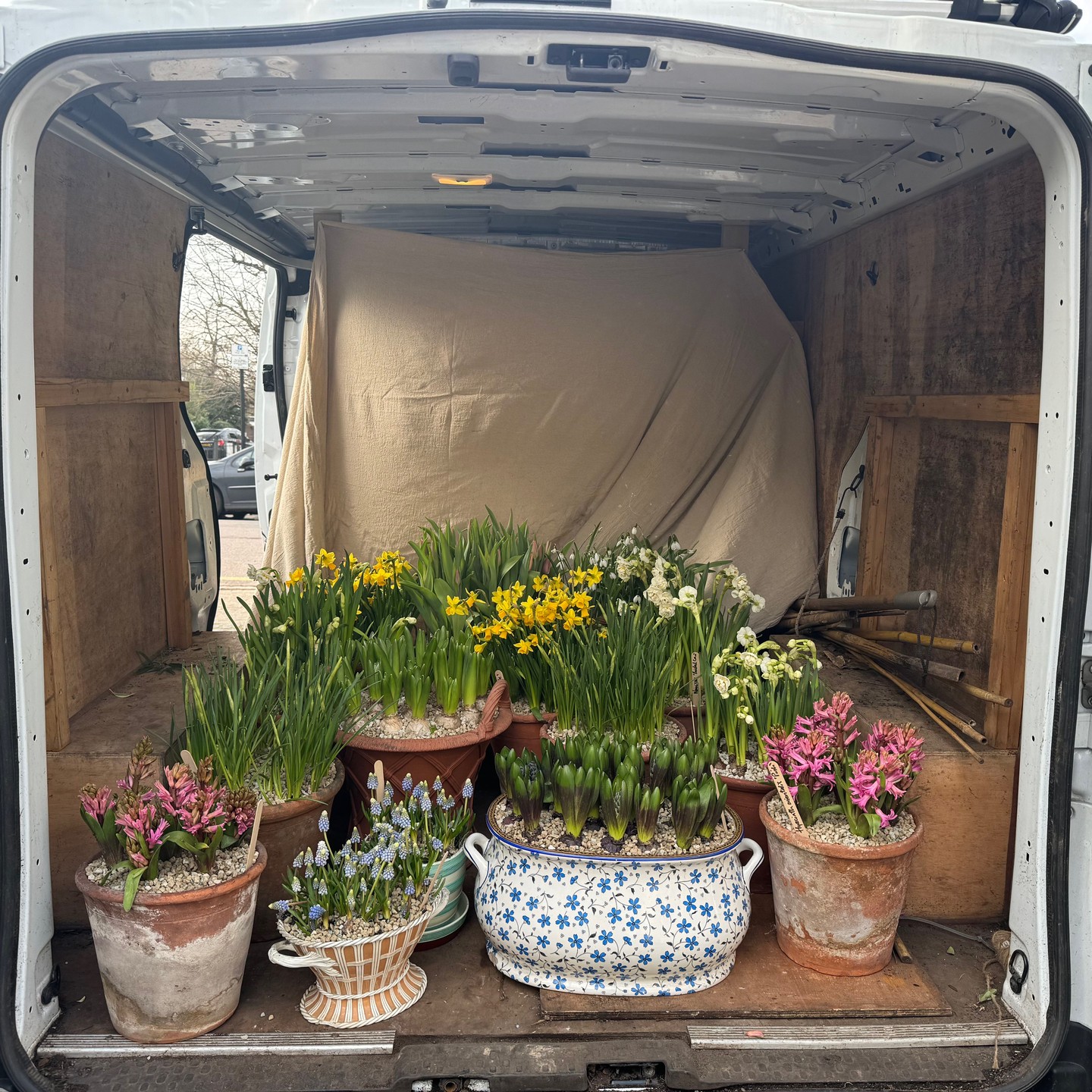 It's springtime at Soane #spring #soanebritain #tuliplandscapes #tulips #hyacinths #muscari #daffodils #gardeninglife #springbulbs