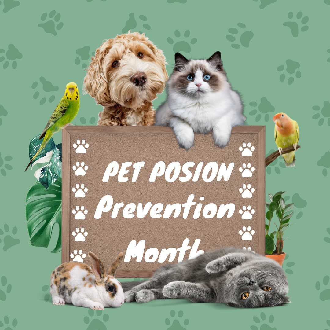Stay pawsitively safe! 🐾 March is Pet Poison Prevention Month – let’s keep our furry friends out of harm’s way! Swipe to the next page to see some examples #PetSafety #PoisonPrevention