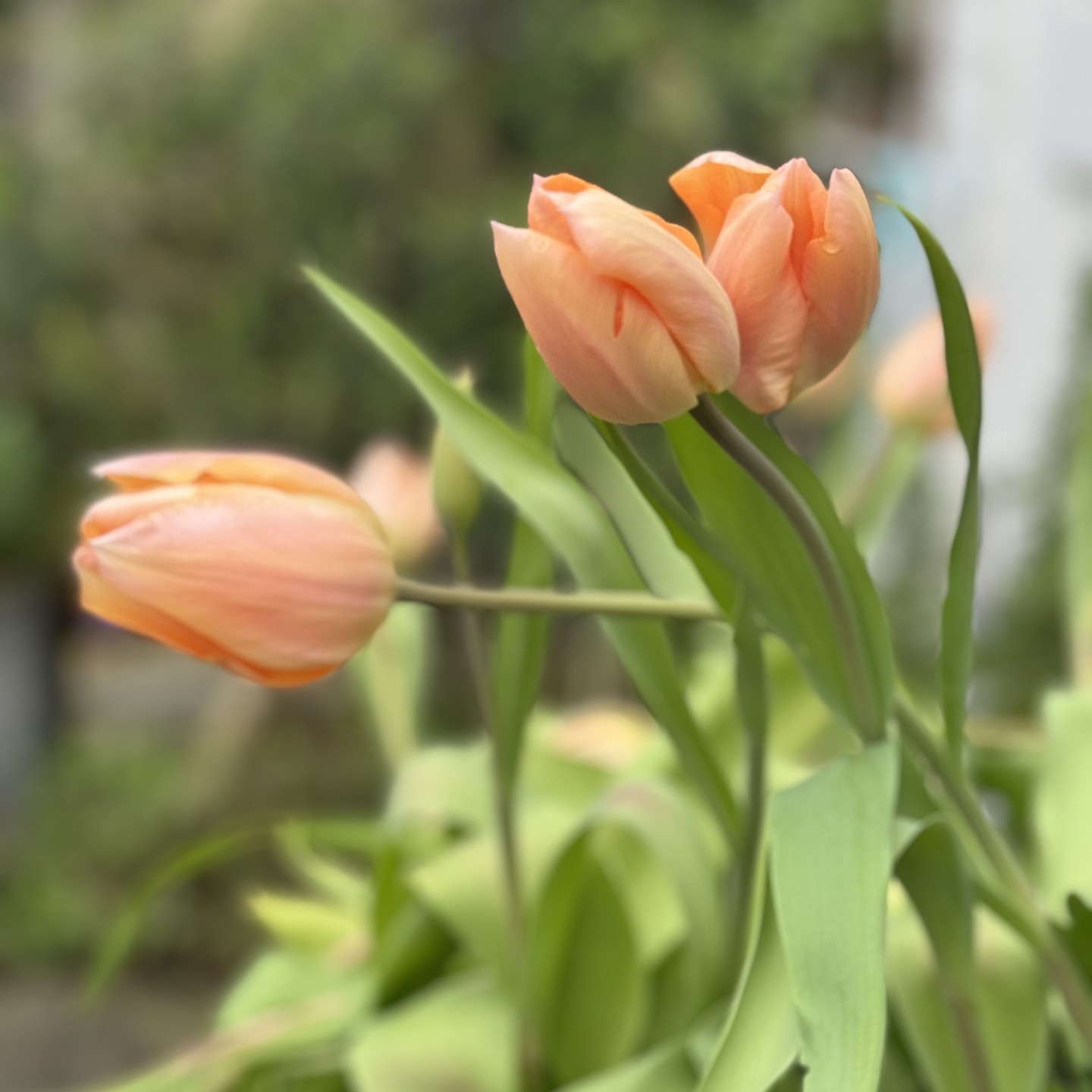 Here come the tulips, first to flower Apricot beauty an incredible colour, next Light and dreamy with Ollioules not far behind #tulips #tulipseason #tuliplandscapes #gardening #garden #gardeninspiration