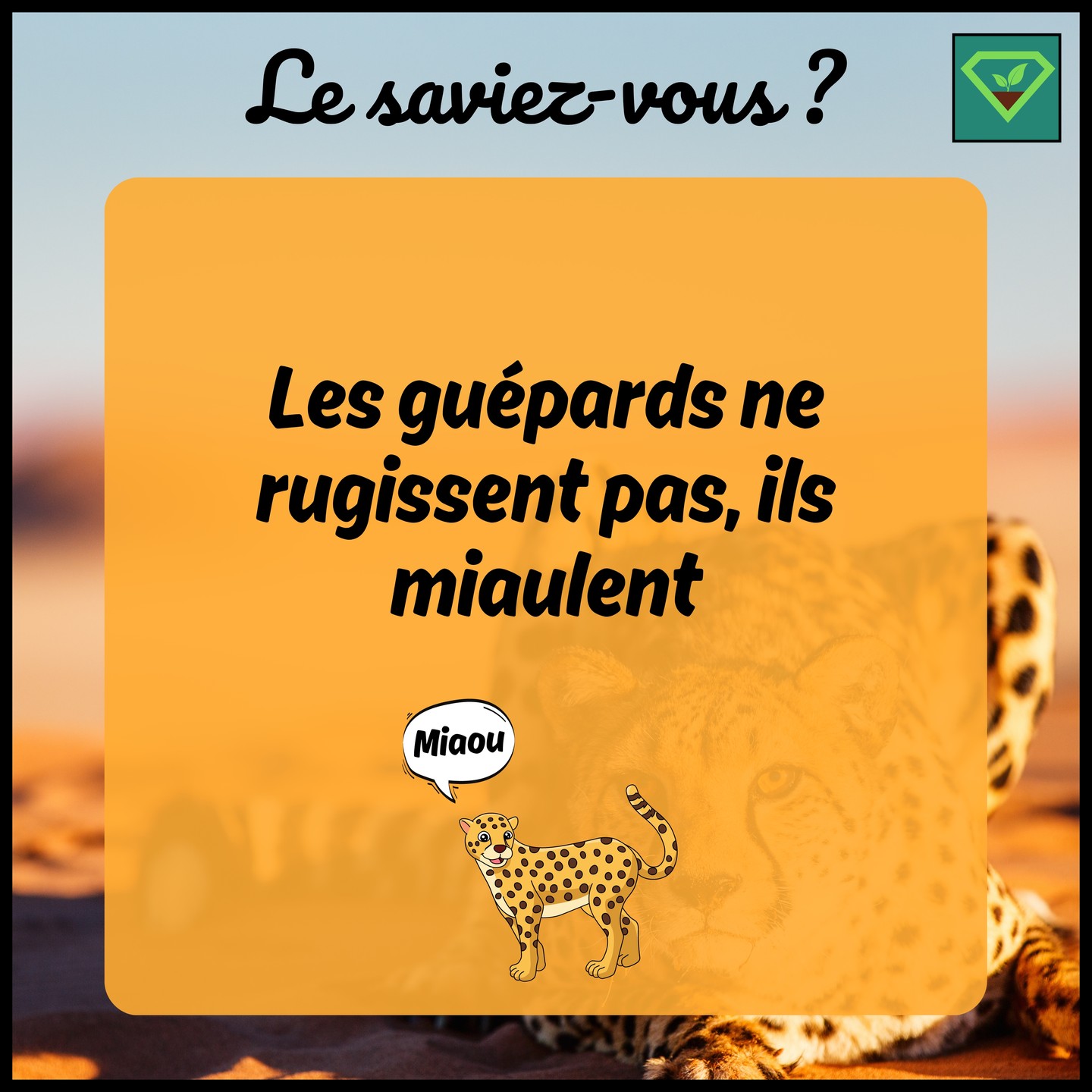 🐆🐱💤 Contrairement à d'autres grands félins, les guépards ne peuvent pas rugir. Ils communiquent plutôt par une série de sons allant du miaulement au ronronnement. #savoir#histoire#insolite#lesaviezvous#greenisyou#funfact#info#culturegenerale#guepard#animauxsauvages#nature#miauler