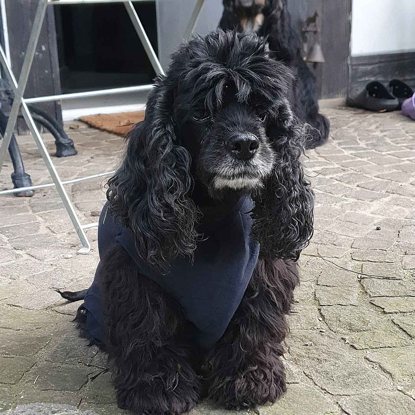 Emely hatte diese Woche eine grosse Operation. Sie hatte einen Knoten auf der Milz, weshalb diese entfernt werden musste. Gleichzeitig wurde sie kastriert und ein Knoten in der Leber biopsiert. Nur 3 Tage nach der Operation geht es ihr schon wieder super und heute kam der Bescheid, dass alle Knoten gutartig waren. Wir sind sehr glücklich 🥰
#americancocker
#cockerspaniel
#olddog