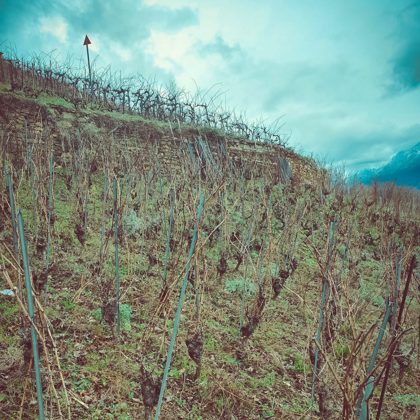 Auch dieses Jahr werden neue Reben gepflanzt. Zuerst müssen die alten Reben raus und der Boden wird Querterassiert.
#brandeija #reben #querterassen #neupflanzung