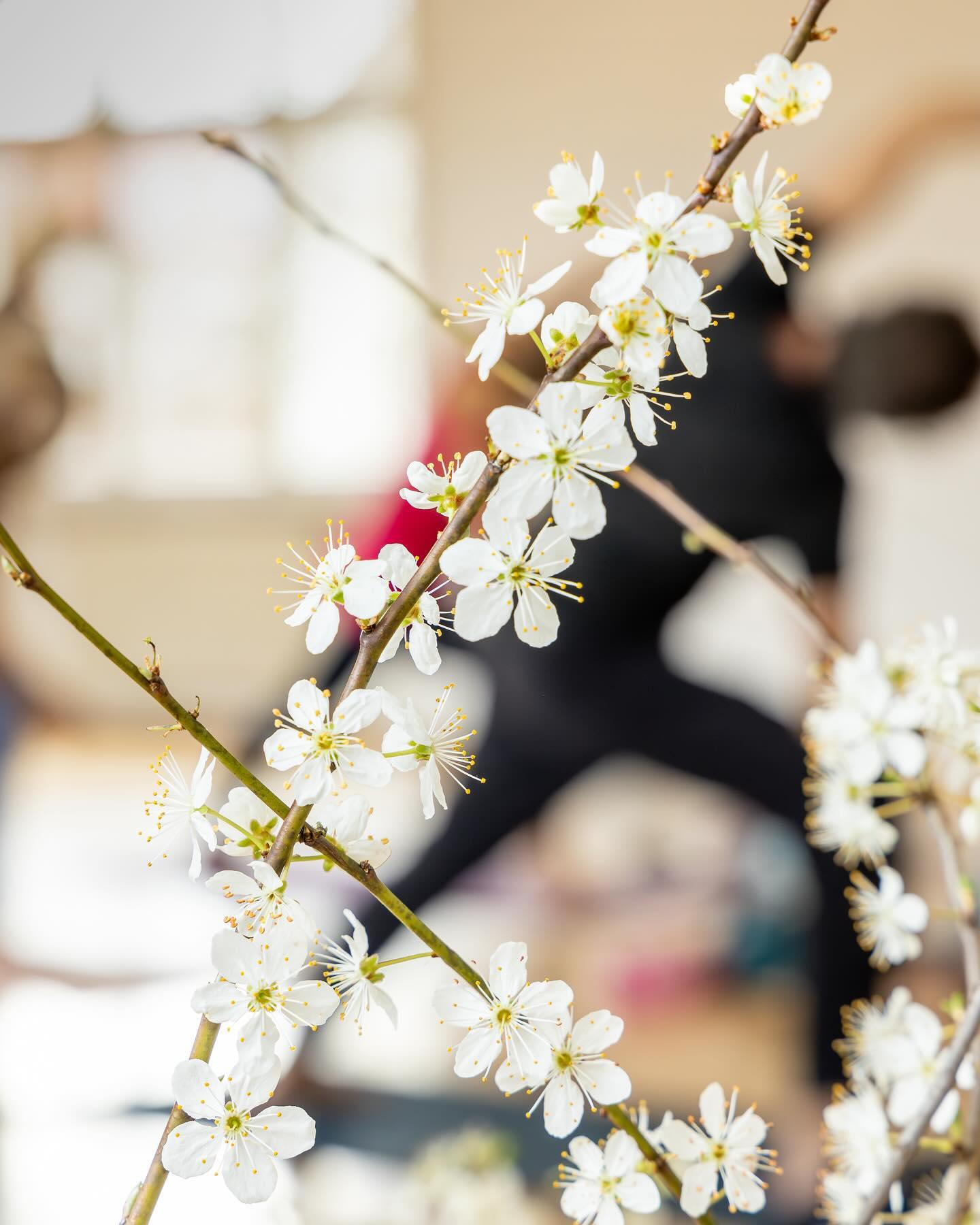 One week ago 🤍🌸 Was ist deine schönste Erinnerung an die Om Days 2024? Hinterlass uns gerne dein persönliches Highlight in den Kommentaren 🙏🏻
#omdays #yogafestival #yogaliebe #yogaaargau #yogaaarau #yogaweekend #yogatage
photo by @_alfopix_