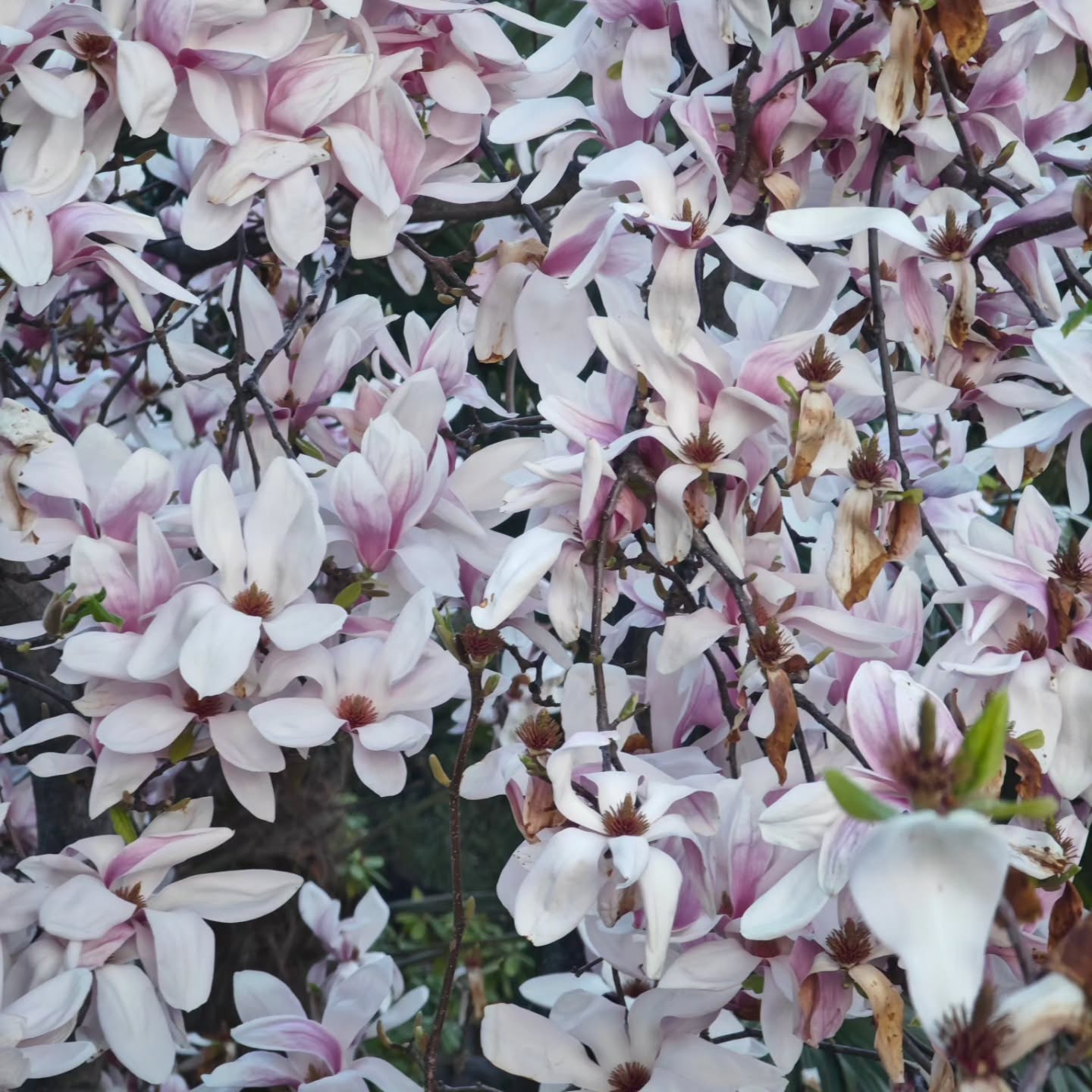 Spring blossoms adorn Brissago, bees are busy gathering pollen, and the breathtaking views of the Brissago Islands and Lake Maggiore, framed by the snowy peaks of the Alps, are simply spectacular. Come to Brissago and rejuvenate yourself.
----
I fiori di primavera sbocciano a Brissago, le api iniziano a raccogliere il polline, e la vista mozzafiato delle Isole di Brissago e del Lago Maggiore, incorniciata dalle cime innevate delle Alpi, è semplicemente spettacolare. Venite a Brissago e ricaricate le vostre energie.
---
Frühlingsblumen blühen in Brissago, die Bienen beginnen Pollen zu sammeln, und die atemberaubende Aussicht auf die Brissago Inseln und den Lago Maggiore, umrahmt von den schneebedeckten Gipfeln der Alpen, ist einfach fantastisch. Besuchen Sie Brissago und tanken Sie neue Energie.
---
#brissago
#brissagoislands
#visitbrissago
#visitticino
#ticino
#ticinoturismo
#switzerland #switzerland🇨🇭
#travel
#lagomaggiore
#swissriviera
#brissago4u
#lake
#swissalps
#swissculture
#switzerlandwonderland
#got_greatshots
#planet_earth_shots
#suissebook
#discoverthealps
#discoverswitzerland
#mybrissago
@mybrissago
@lidobrissago
@tcbrissago
@bahiabrissagosnackbar
@cantina.giromit
#cantina.giromit
@aziendavitivinicolachiappini
#aziendavitivinicolachiappini
@blickheimat
@best.mountain.artist
@brissagoholidays